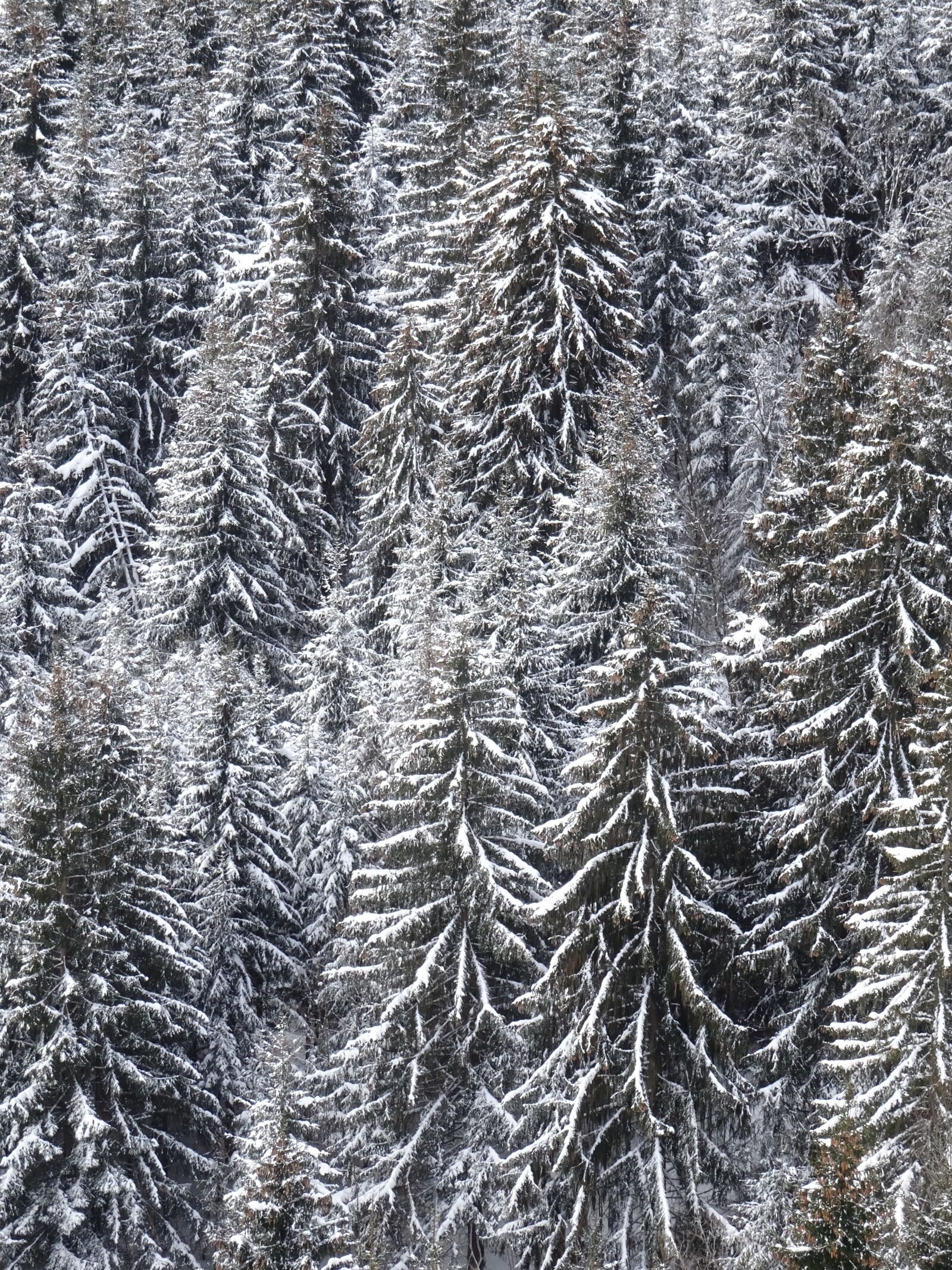 Sony Cyber-shot DSC-WX500 sample photo. Firs, snowy, structure photography