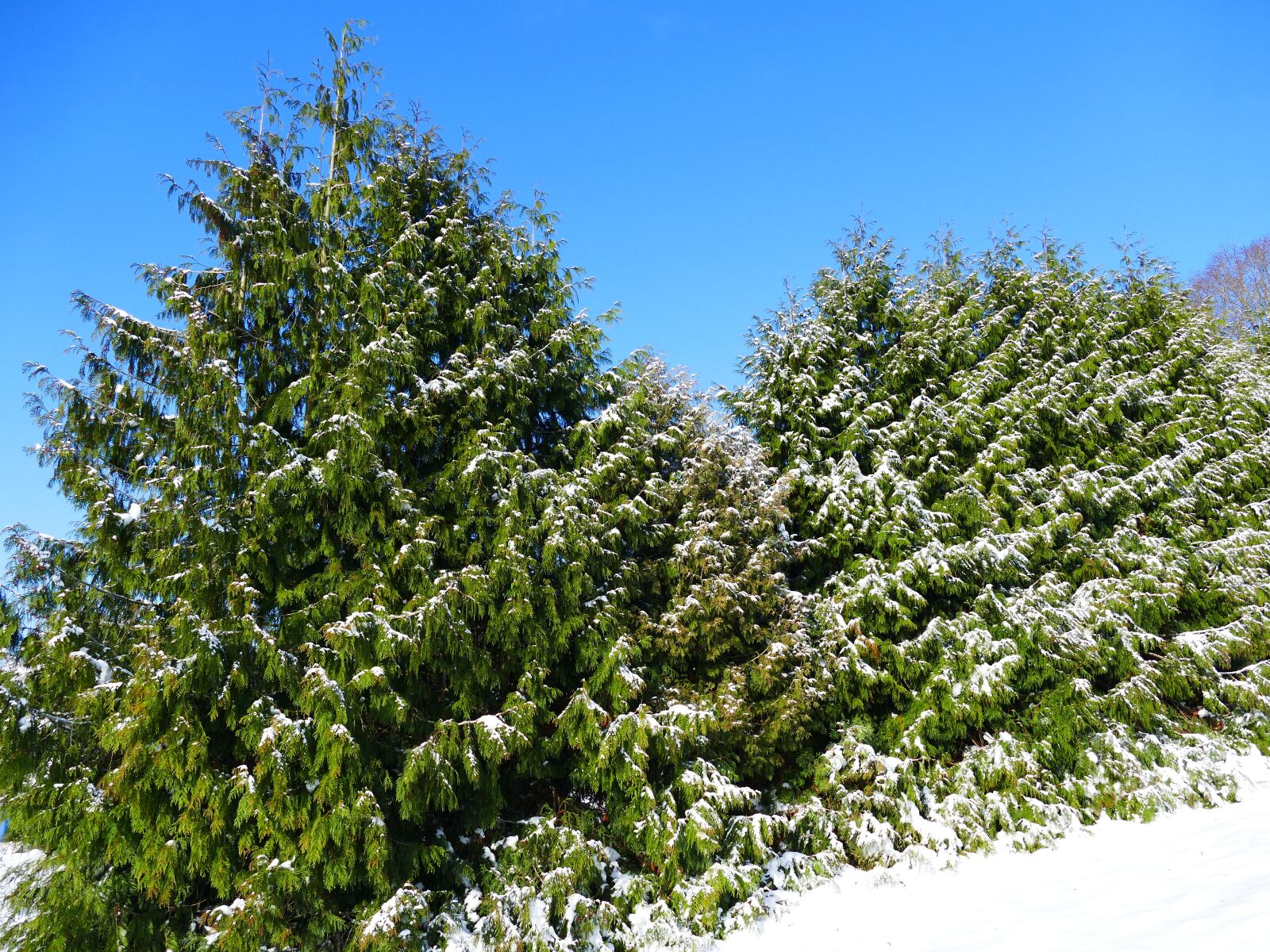 Panasonic Lumix DMC-FZ1000 sample photo. Winter, snow, wintry photography