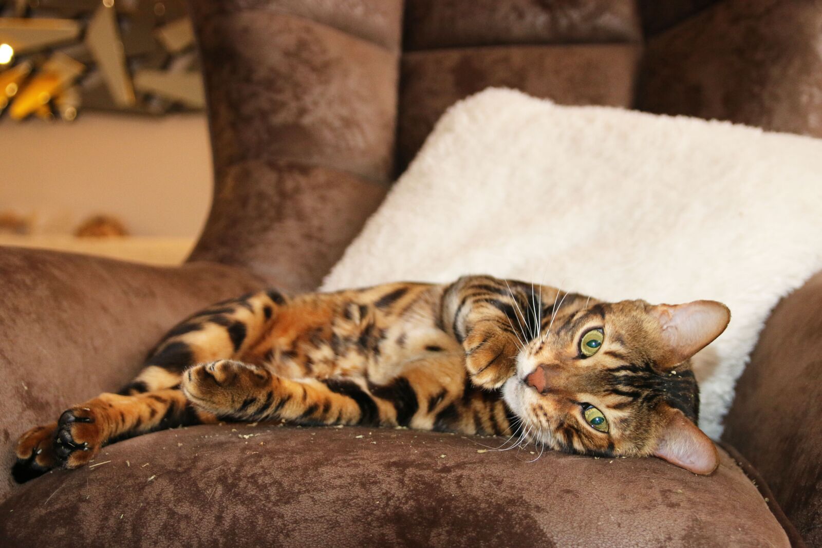 Canon EOS 70D sample photo. Wild cat, bengal cat photography