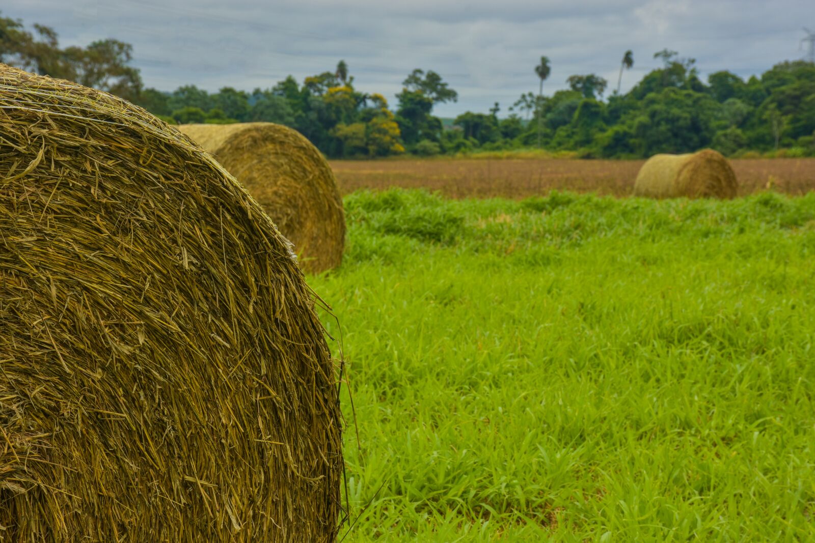 Nikon D7200 sample photo. Grass, hay, field photography