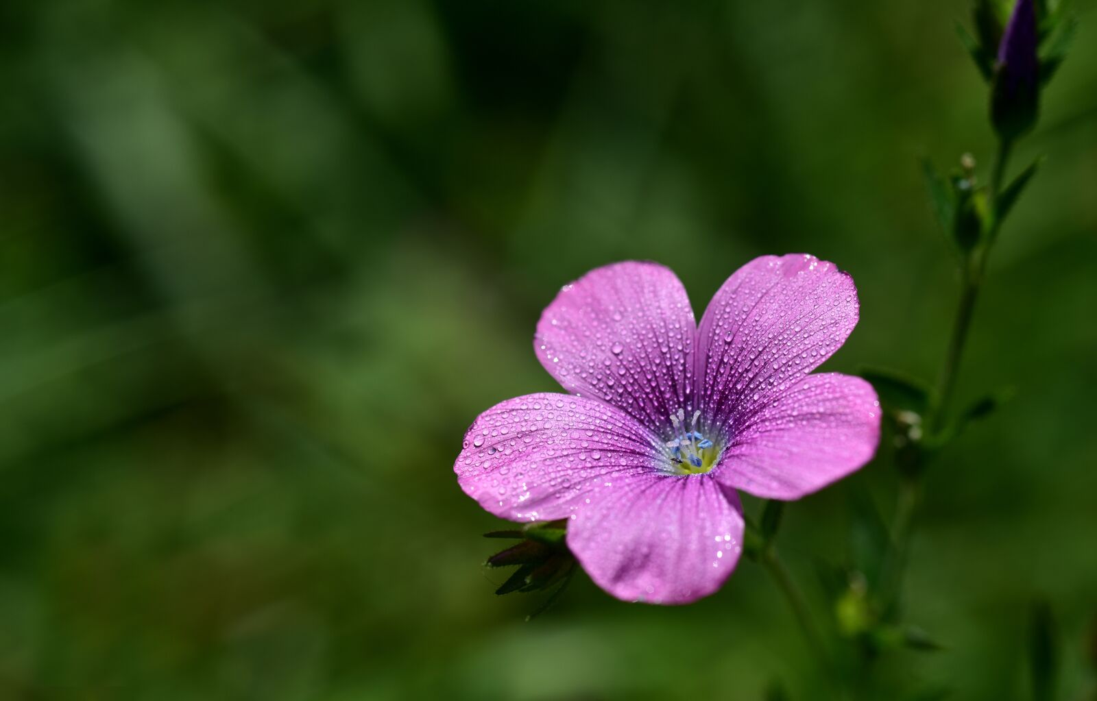 Nikon D750 sample photo. Cranesbill, blossom, bloom photography