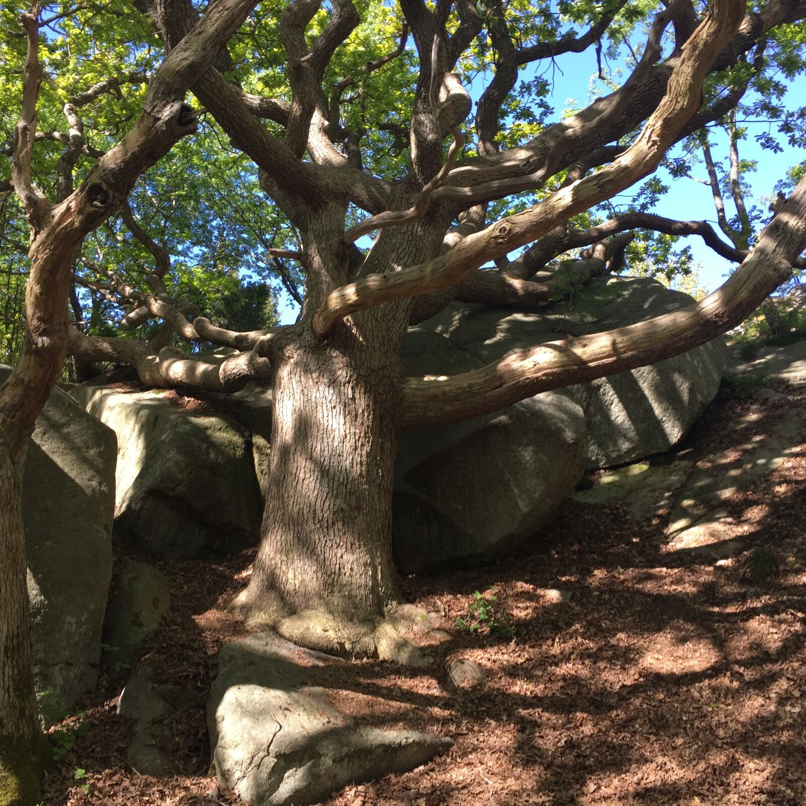 Apple iPhone 6 sample photo. Windswept, oak, summer photography