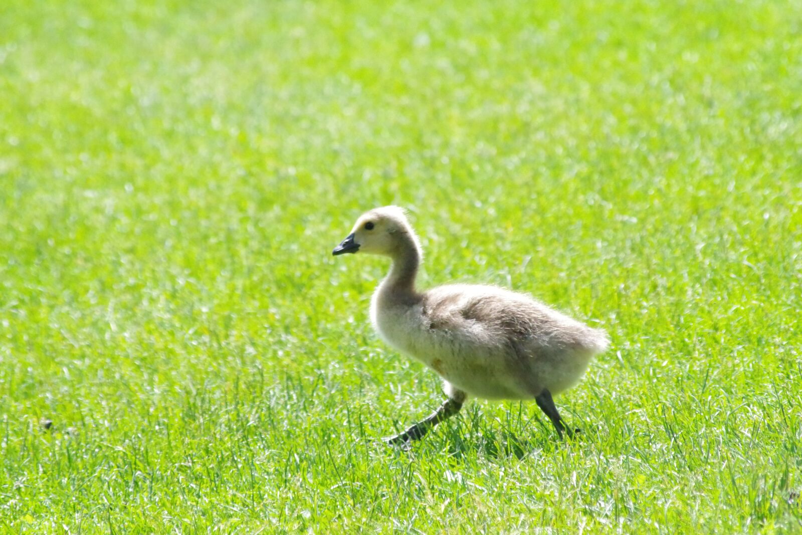 Pentax K-S2 sample photo. Animal, baby, geese photography