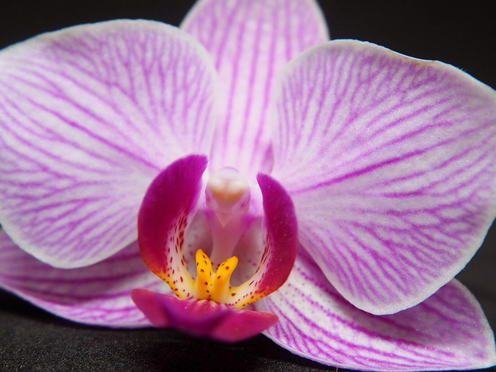 Olympus OM-D E-M10 sample photo. Orchid, blossom, bloom photography