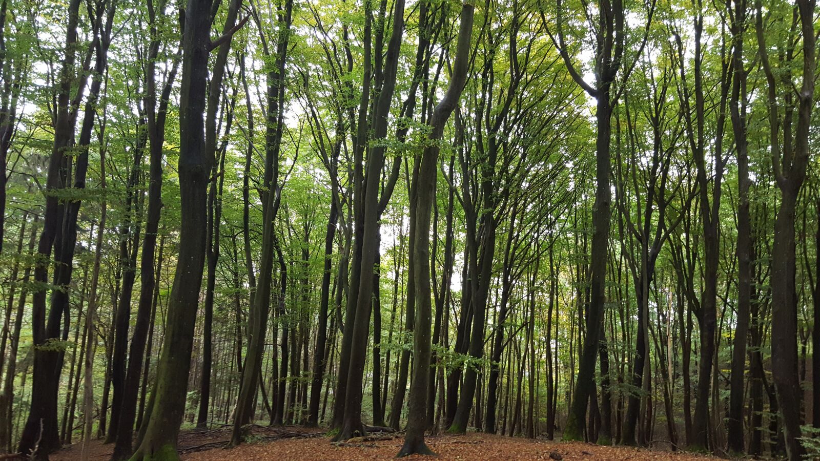 Samsung Galaxy S6 sample photo. Forest, green, nature photography