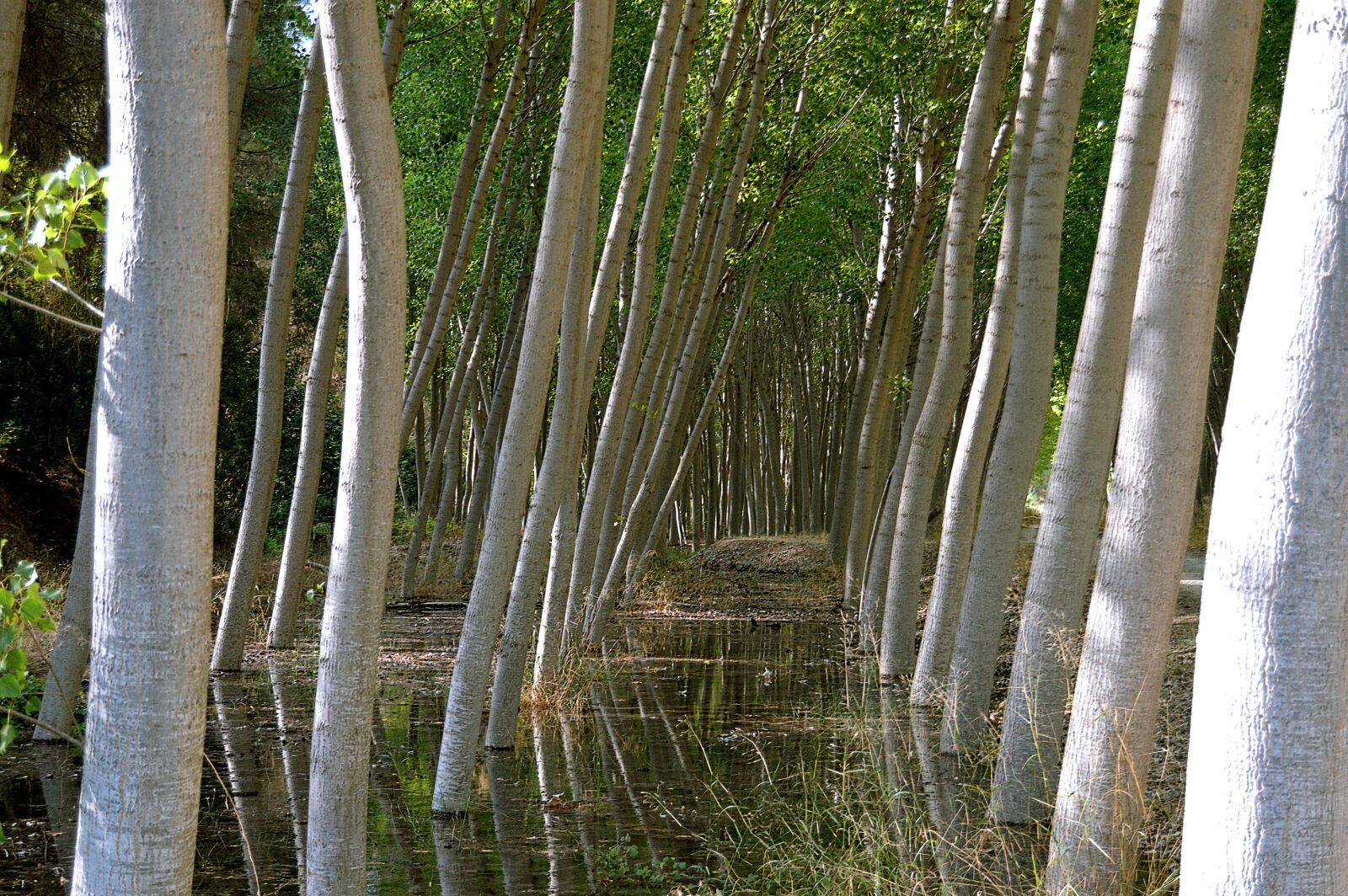 Nikon D3200 sample photo. Trunks, poplars, trees photography