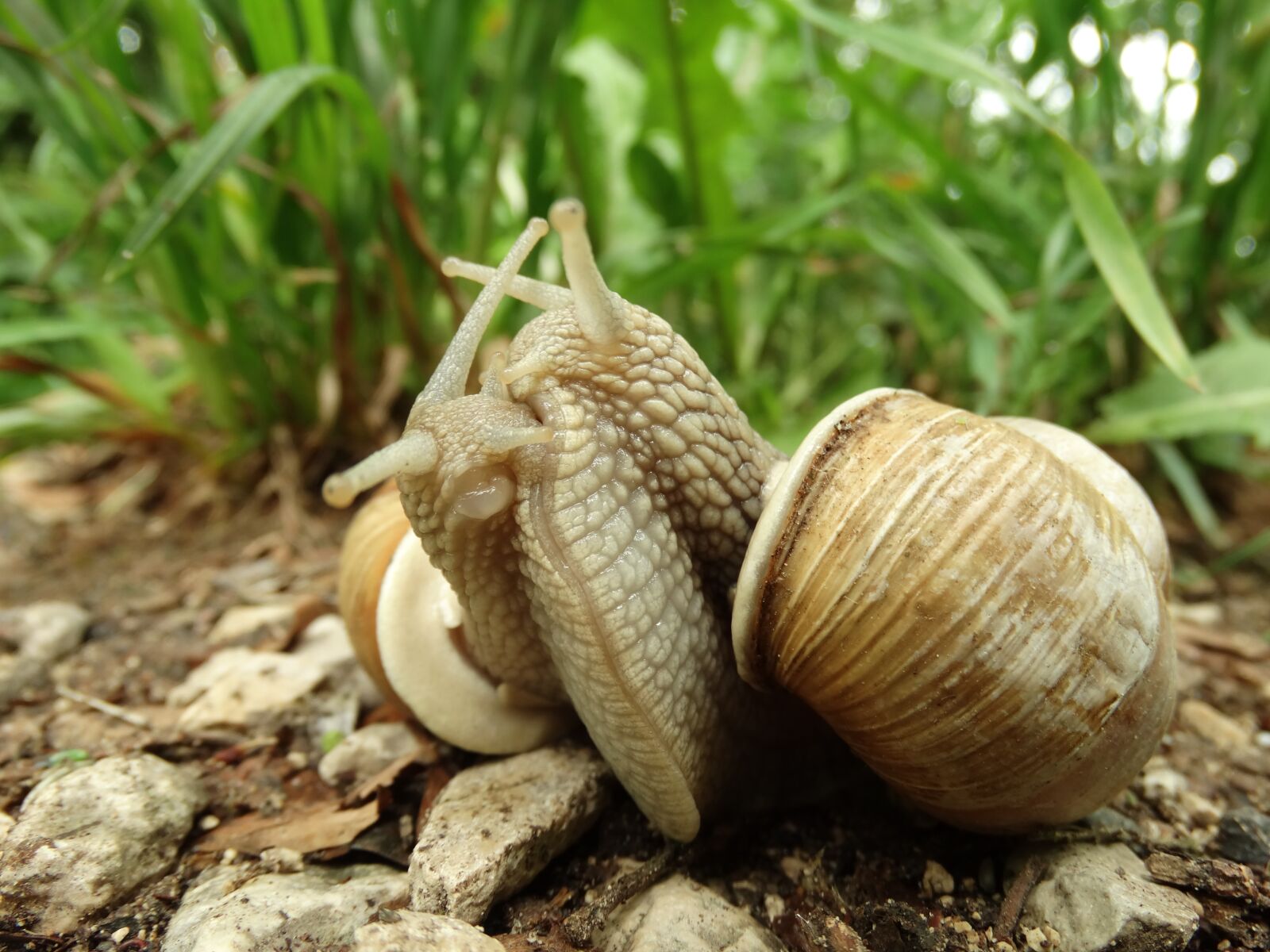 Sony Cyber-shot DSC-HX300 sample photo. Two, snails, burgundy snail photography