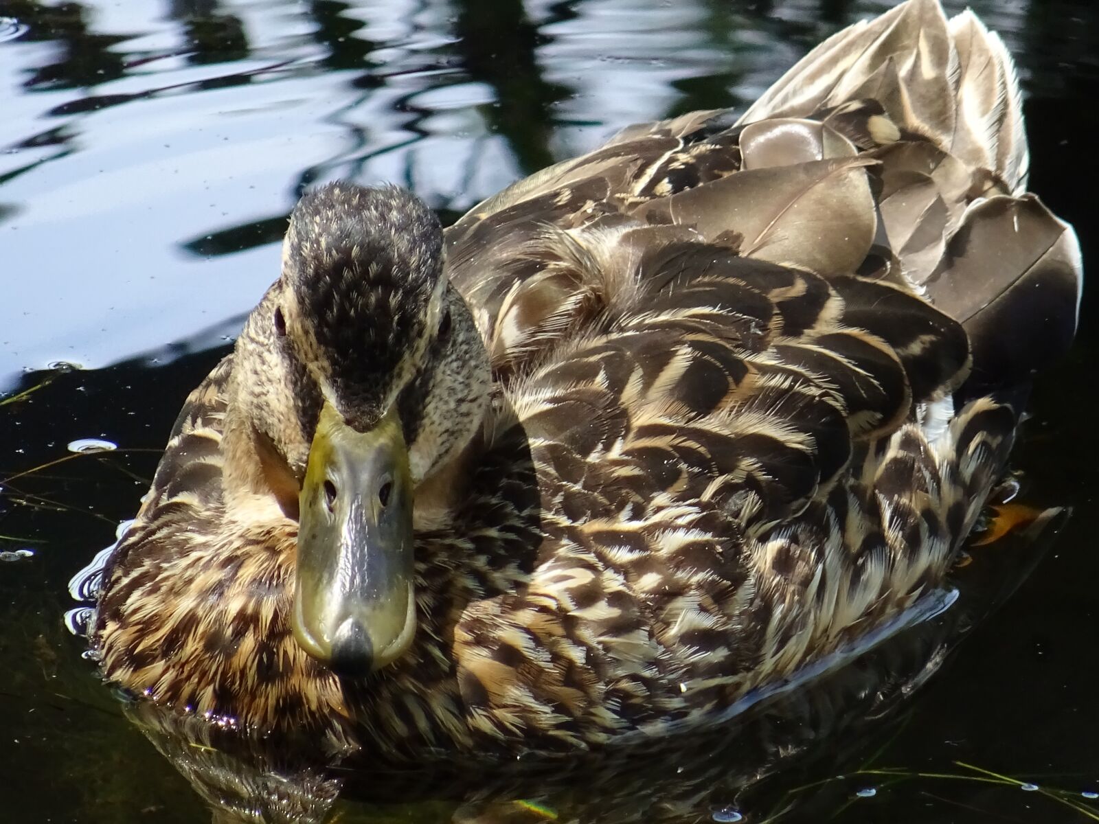 Sony DSC-HX60V sample photo. Duck, marsh, lake photography