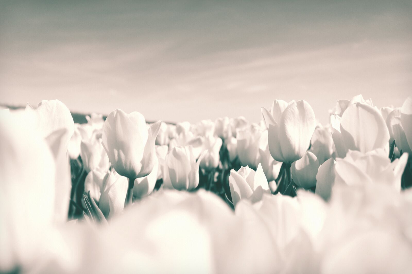 Canon EOS 1100D (EOS Rebel T3 / EOS Kiss X50) sample photo. Tulips, netherlands, flowers photography