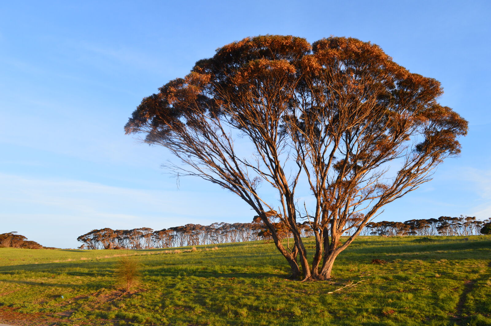 Nikon D3200 sample photo