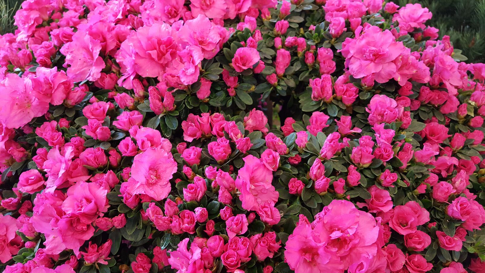 Samsung Galaxy S6 sample photo. Azalea, pink, rhododendron photography