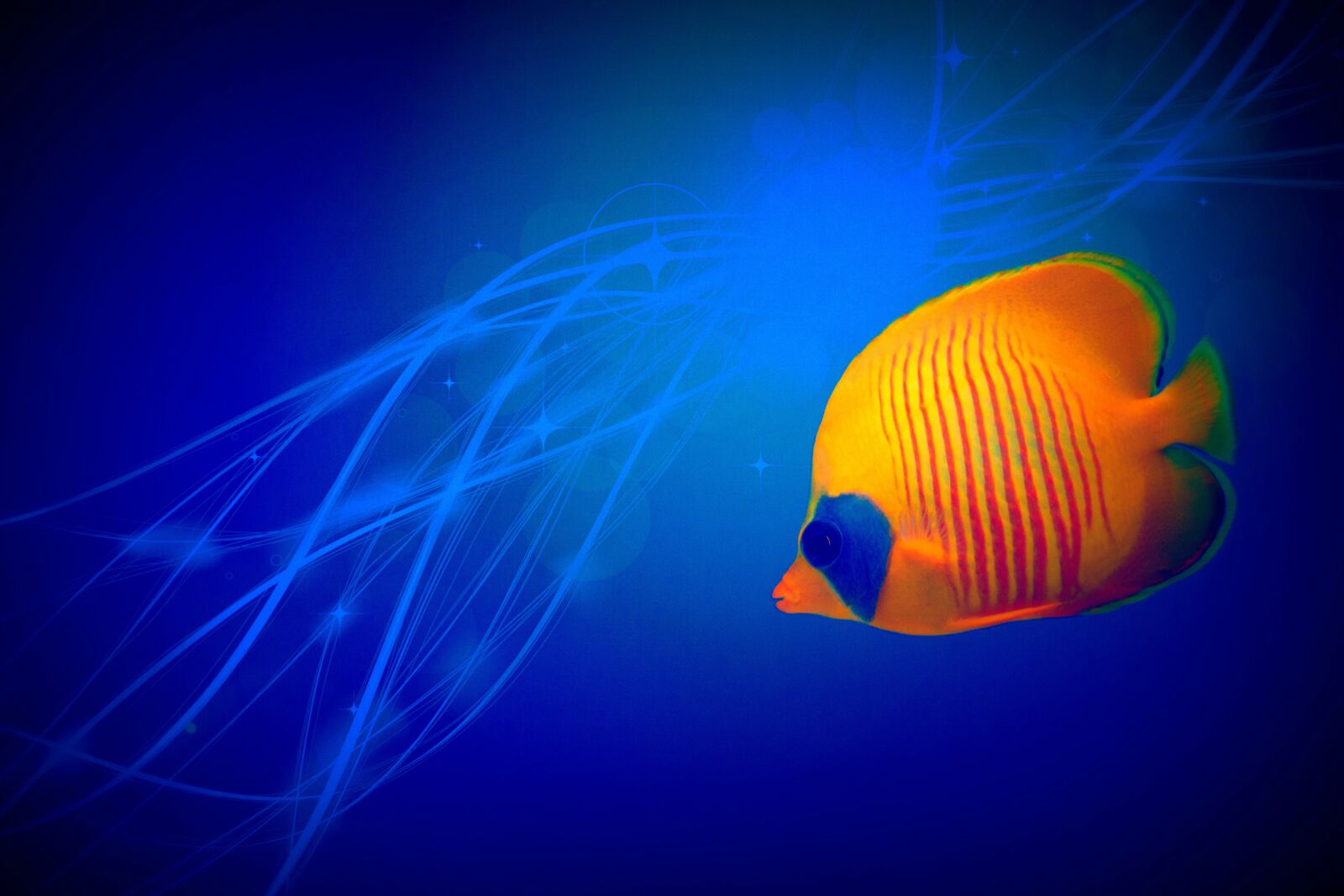 Canon EOS 7D + Canon EF 50mm F1.8 II sample photo. Small fish, tropical, abstract photography