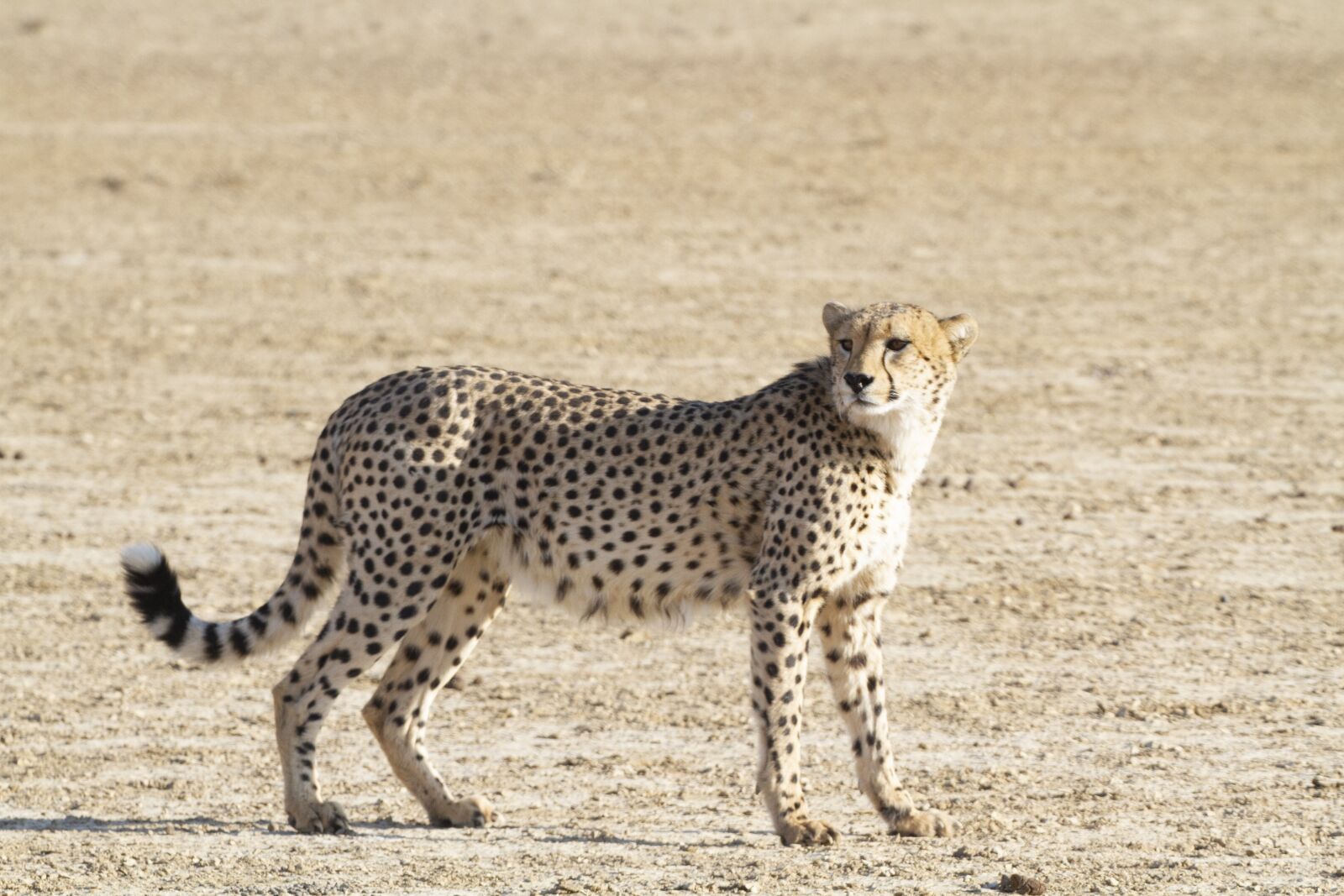 Canon EOS 7D sample photo. Cheetah, feline, wild photography