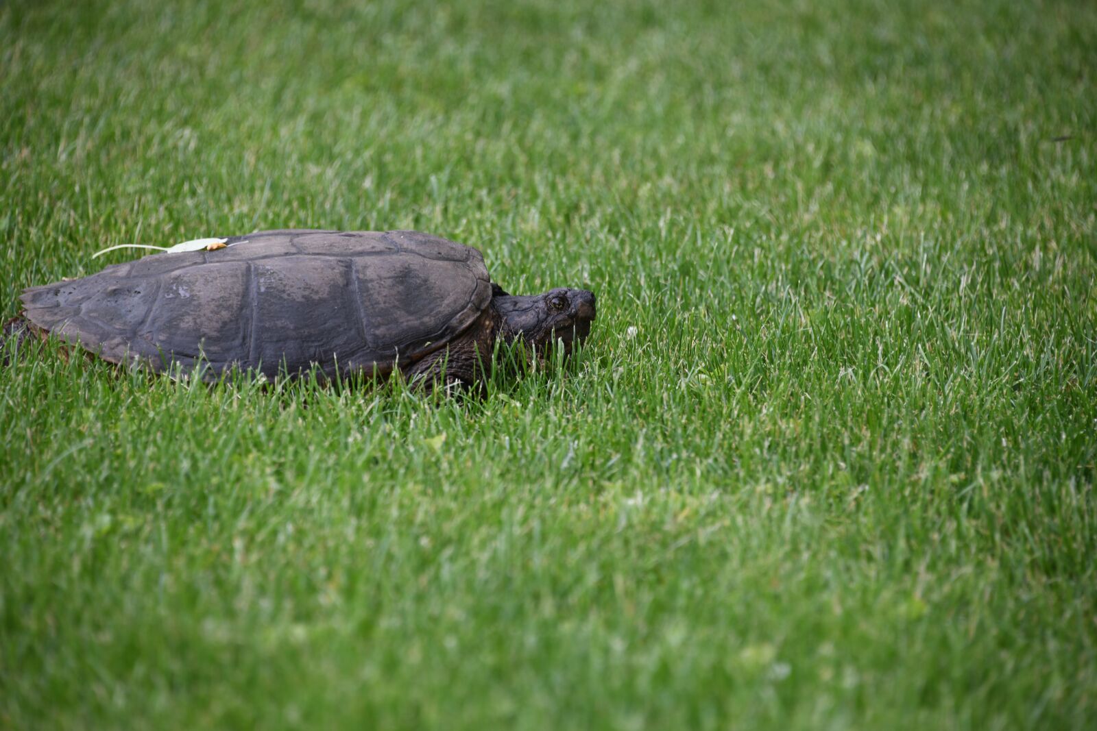 Nikon D850 sample photo. Turtle, snapping, reptile photography