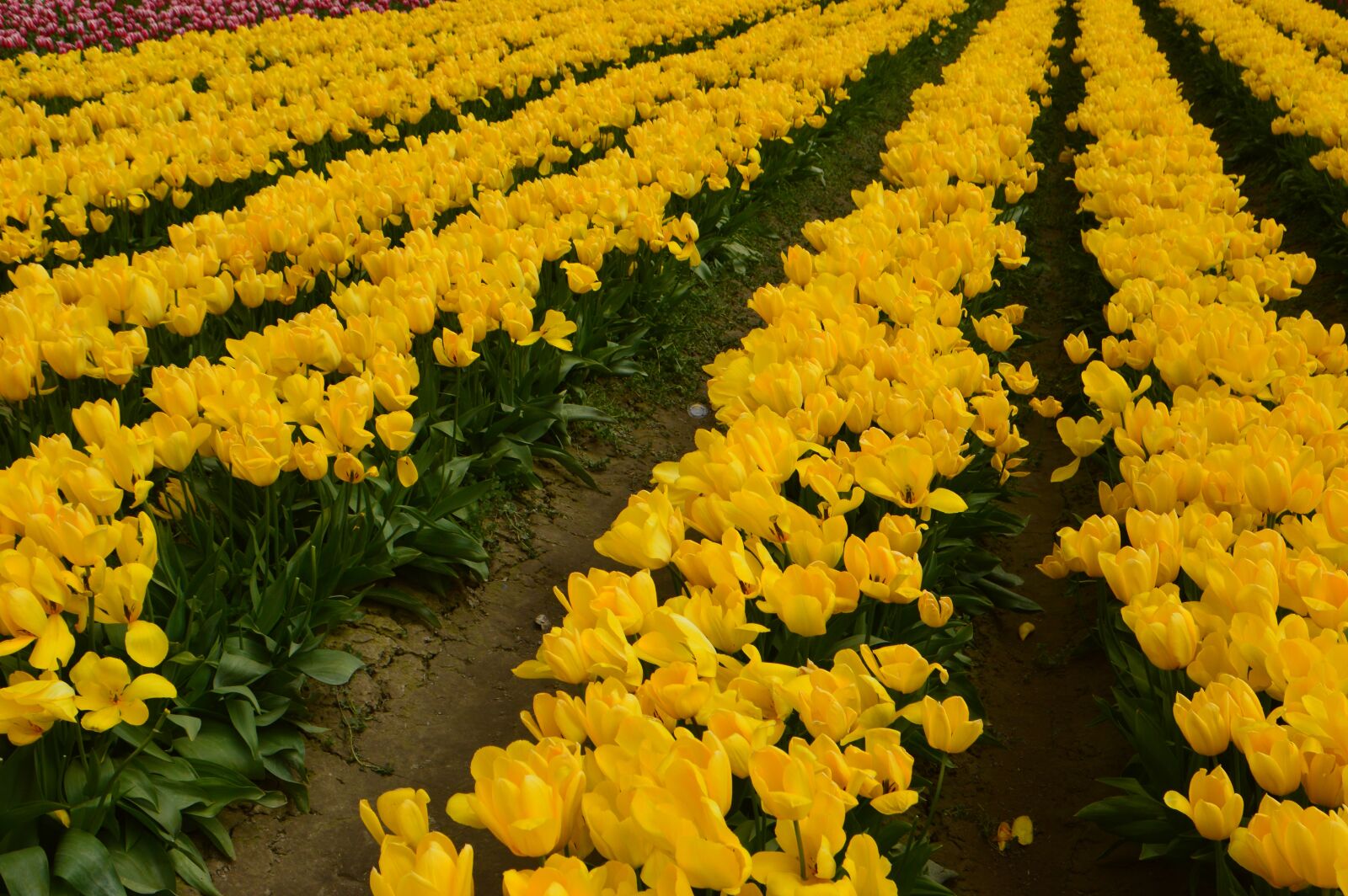 Nikon D3200 sample photo. Tulips, flower of tulip photography