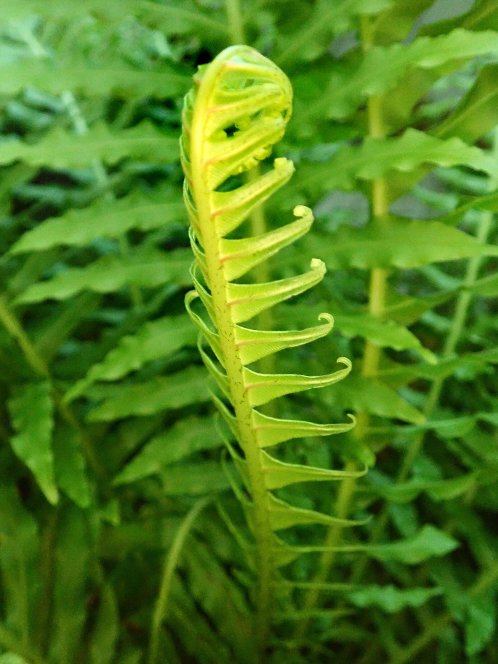 Olympus TG-5 sample photo. Ferns, frond, new photography