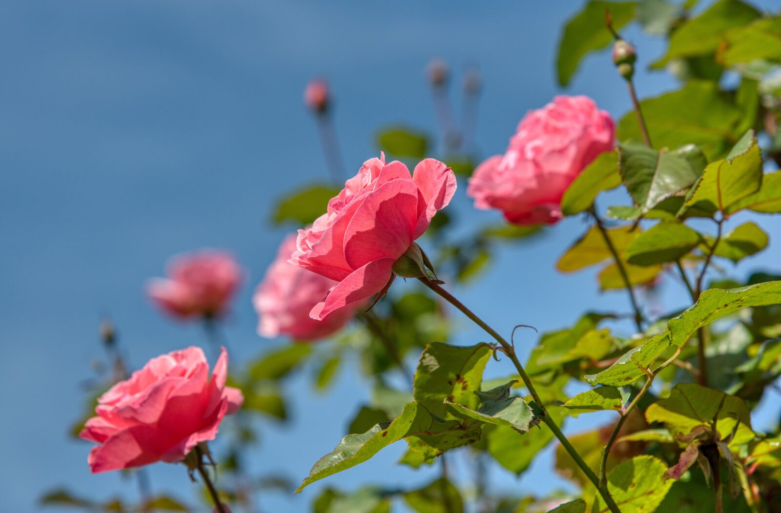 Nikon D750 sample photo. Roses, rosebush, rose flower photography