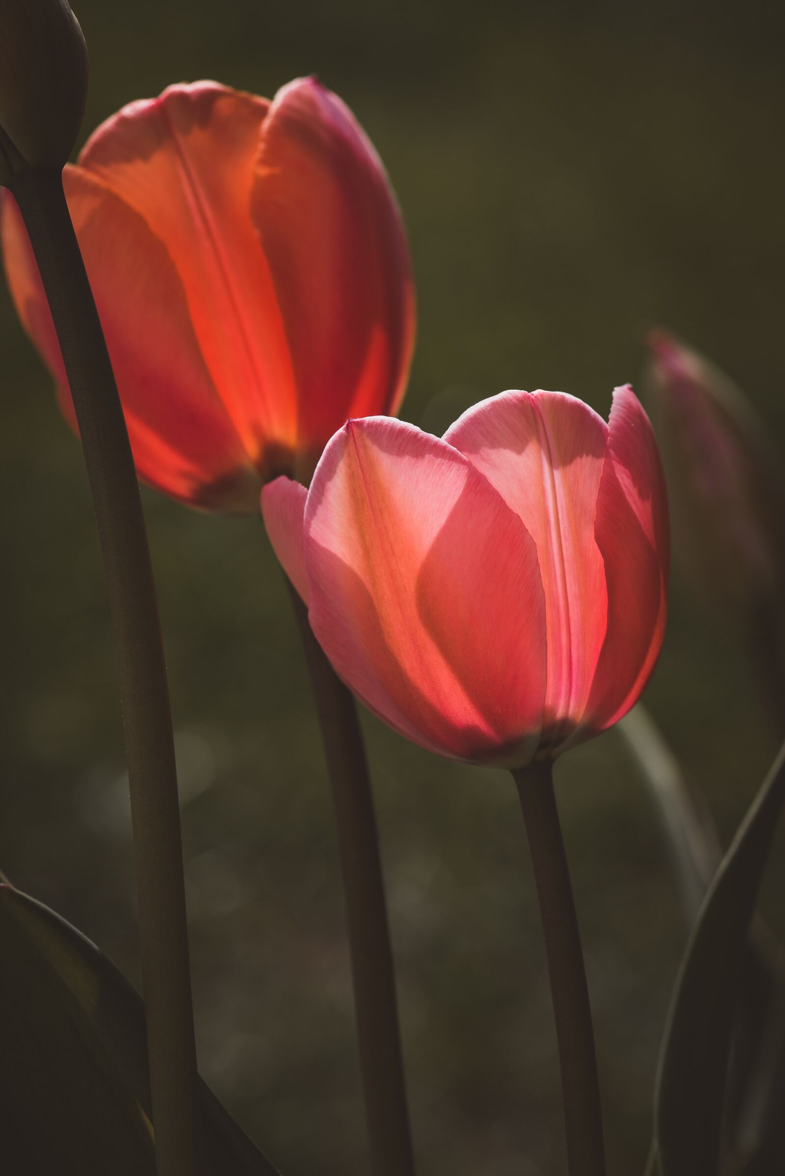 Nikon D750 sample photo. Tulips, red, flowers photography