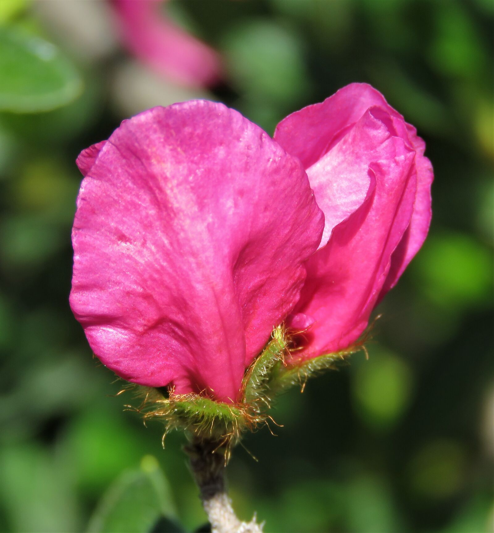Canon PowerShot SX60 HS sample photo. Flower, pink, bloom photography