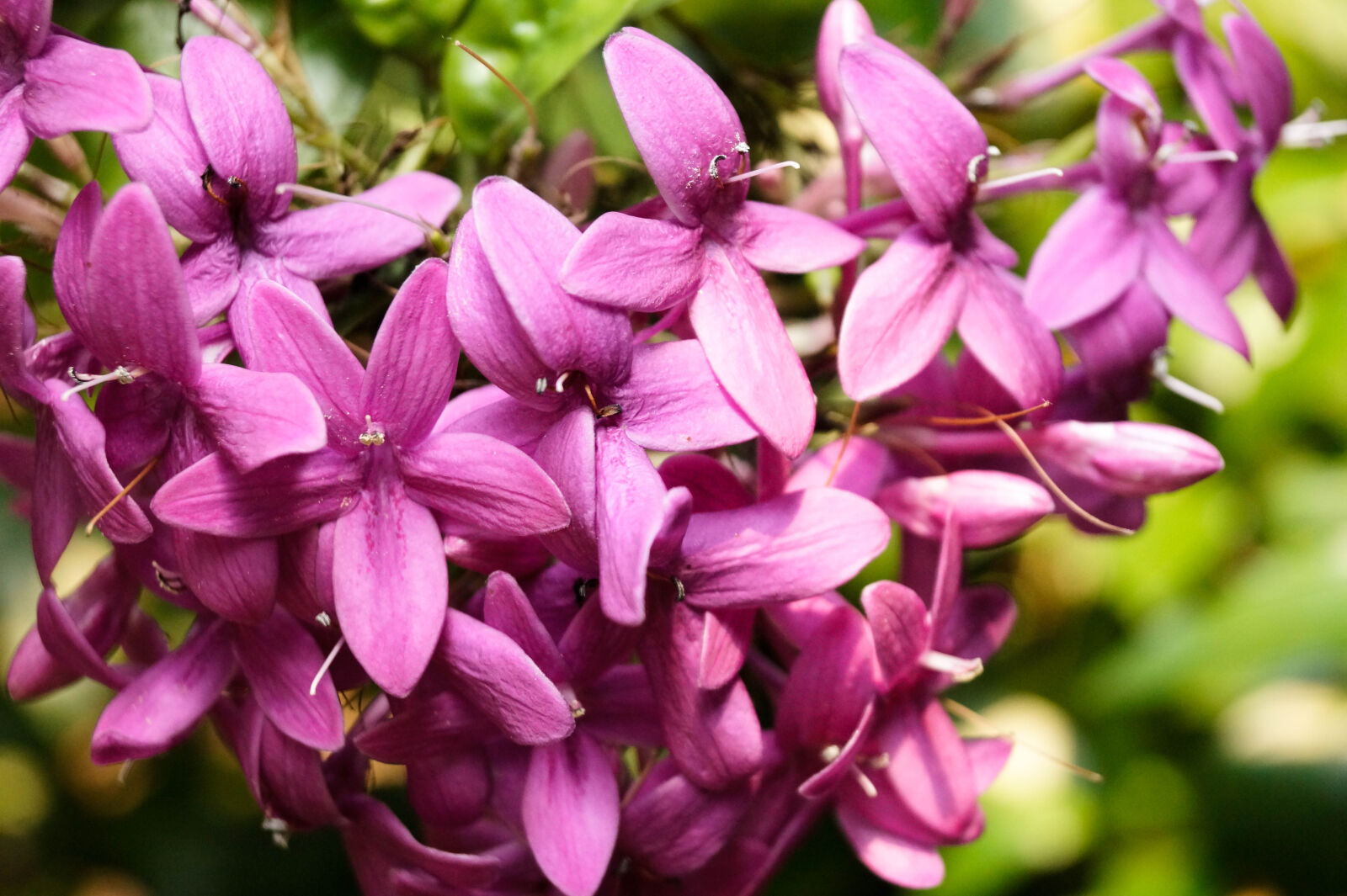 Sony DT 18-55mm F3.5-5.6 SAM II sample photo. Flower, nature, purple, veronicanieves photography