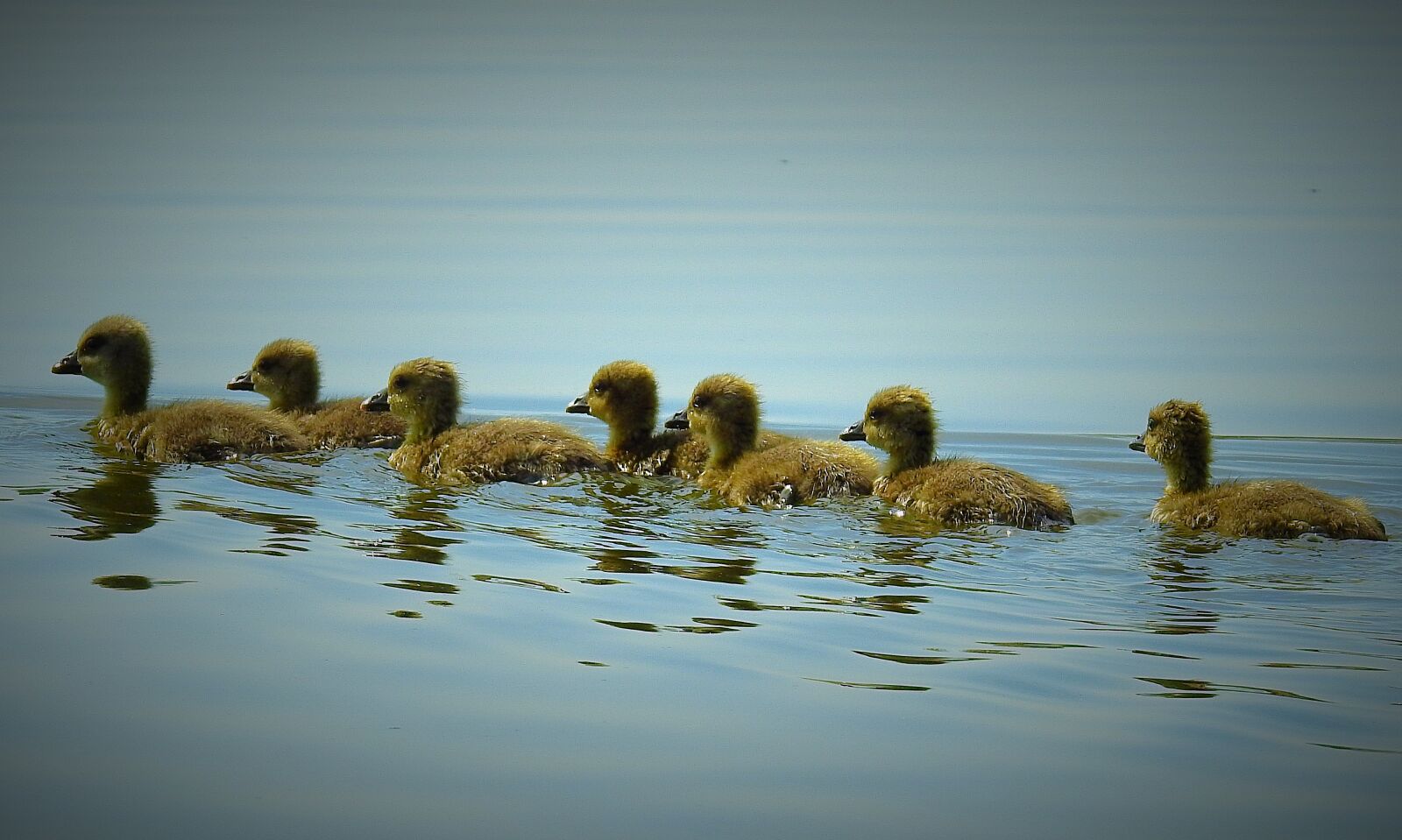 Nikon Coolpix P900 sample photo. Nature, birds, young wild photography