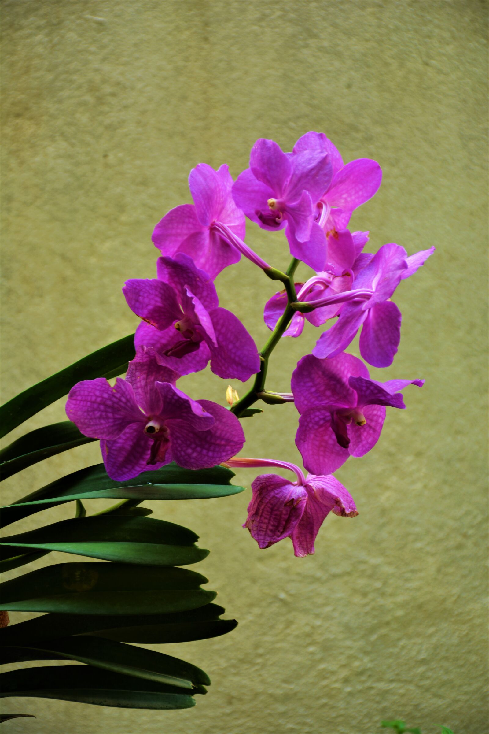 Nikon D5200 sample photo. Indoor plant, green plant photography