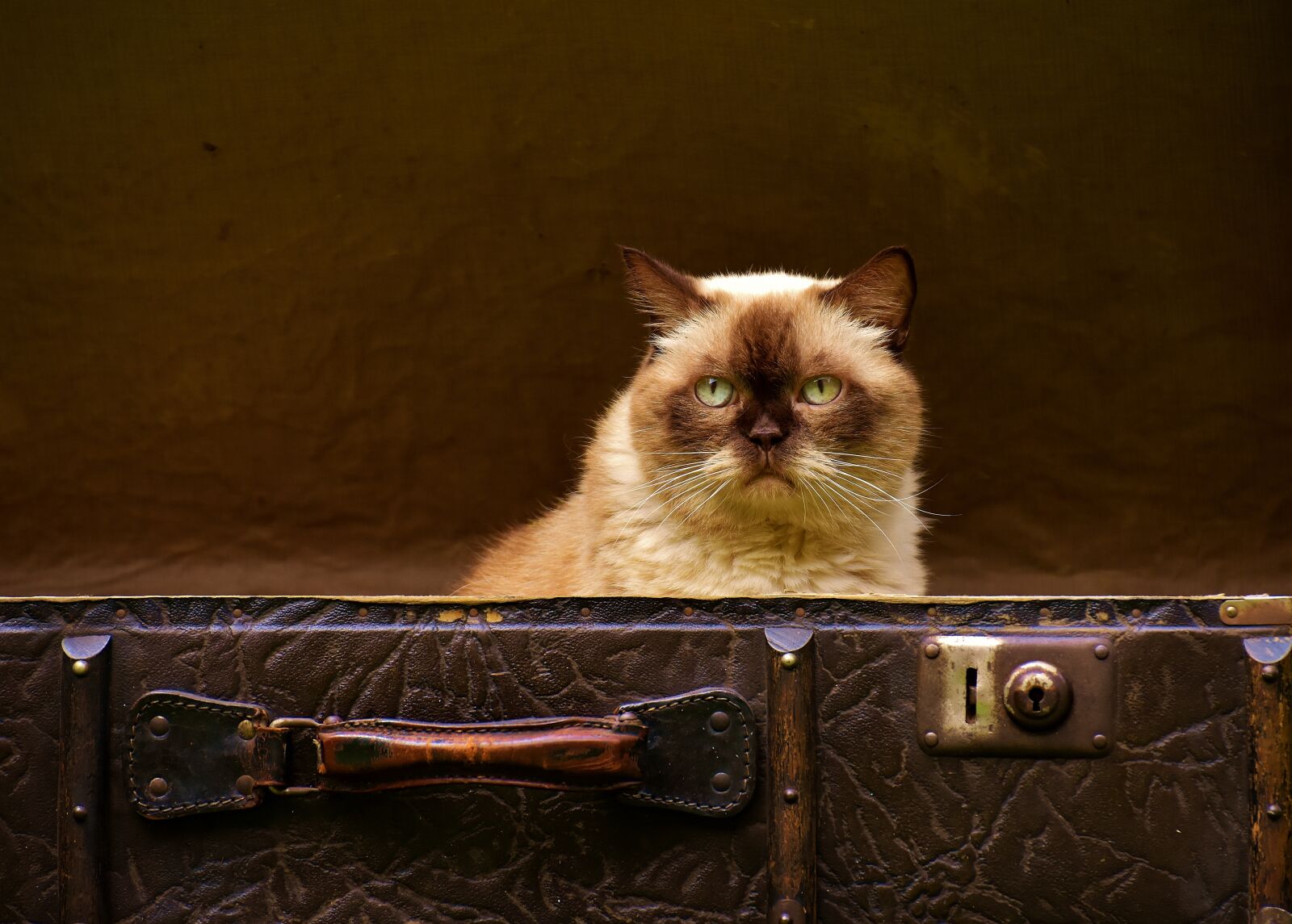 Nikon D7200 sample photo. Luggage, antique, cat photography
