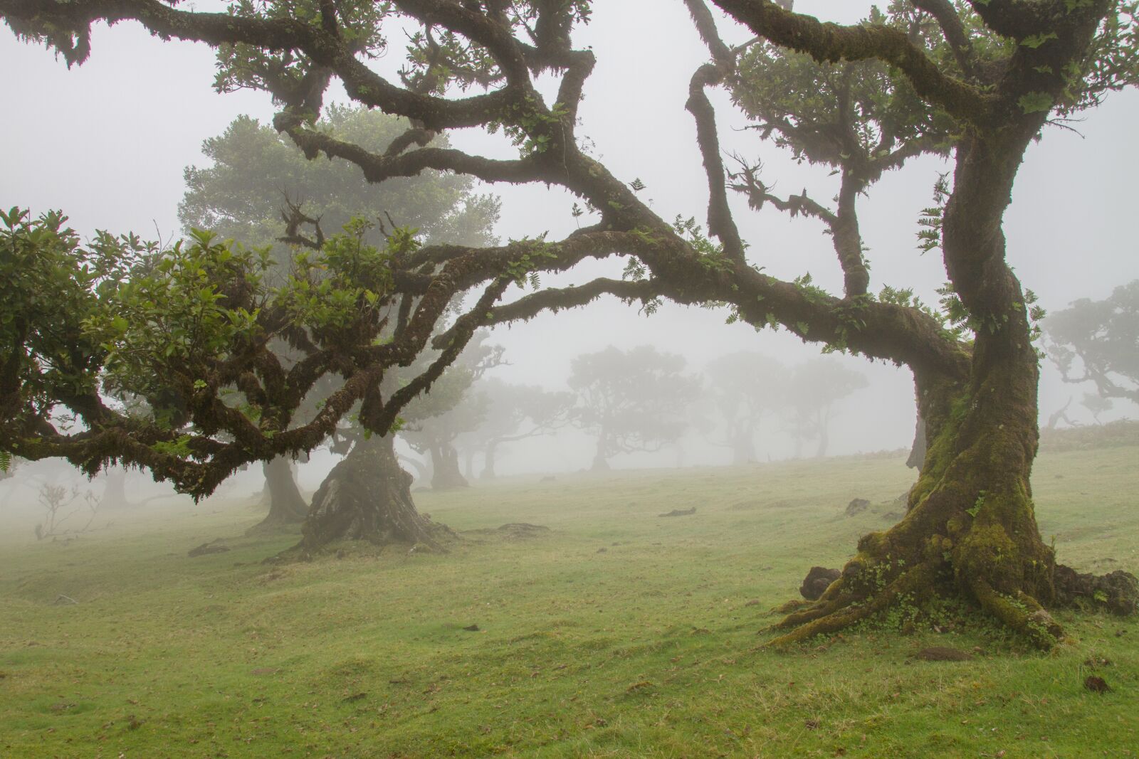 Canon EOS 7D sample photo. Laurel forest, laurel tree photography