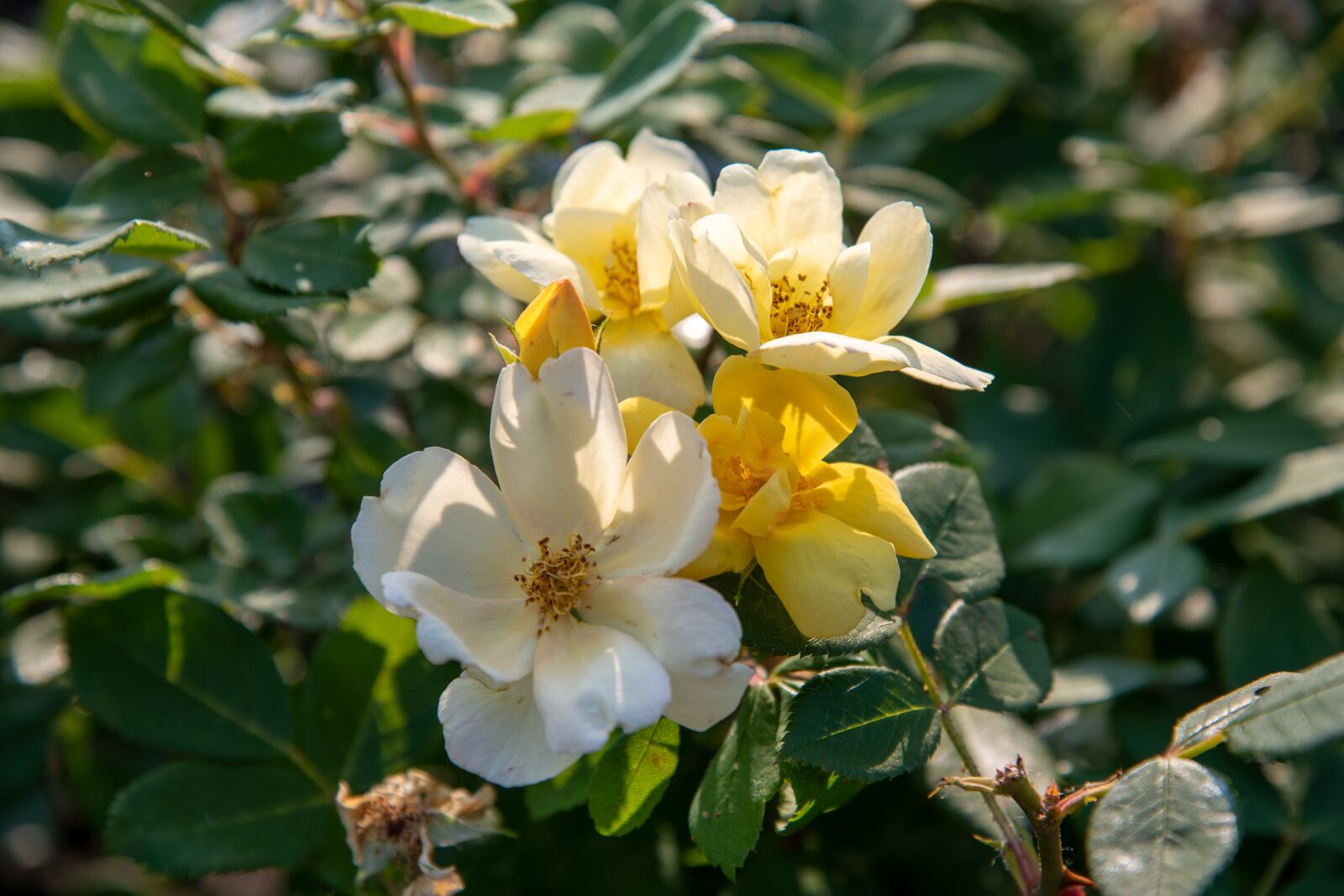 Nikon D850 sample photo. Yellow flower, white flower photography