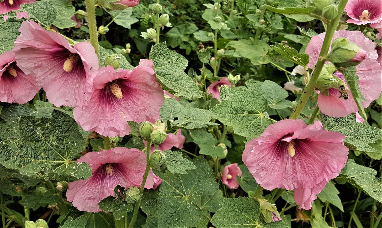 Samsung Galaxy S7 Edge sample photo. Flower, flora, nature photography