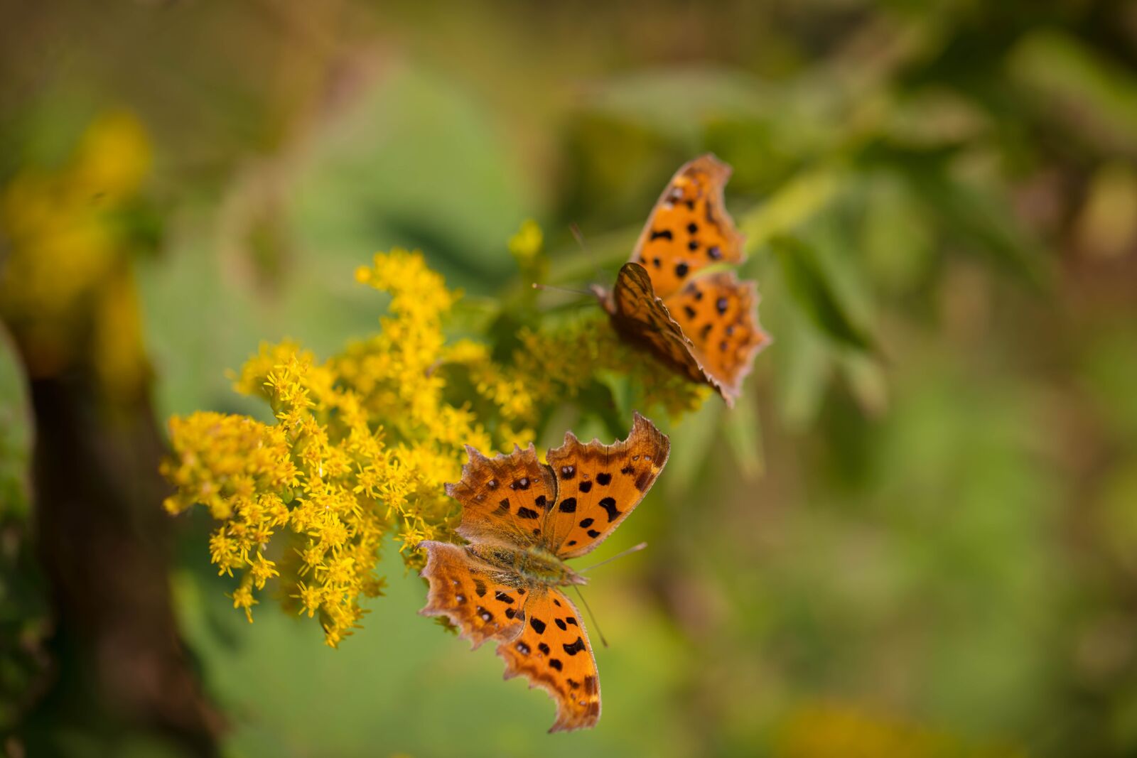 Canon EF 100mm F2.8L Macro IS USM sample photo. Autumn, flower, butterfly photography