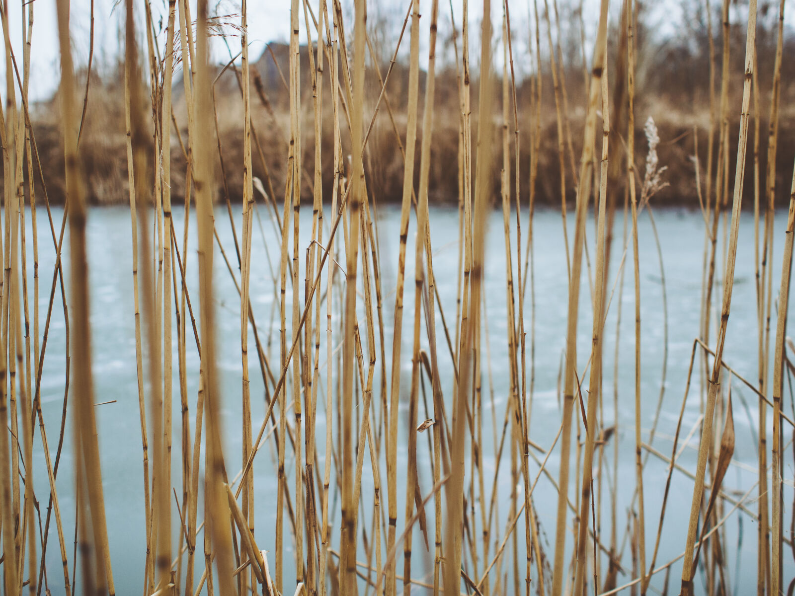 Olympus M.Zuiko Digital 17mm F1.8 sample photo. Grass, ice, nature, pond photography