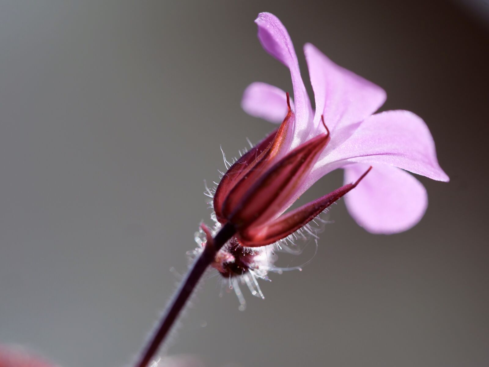 Panasonic Lumix DC-G9 sample photo. Macro, close up, spring photography