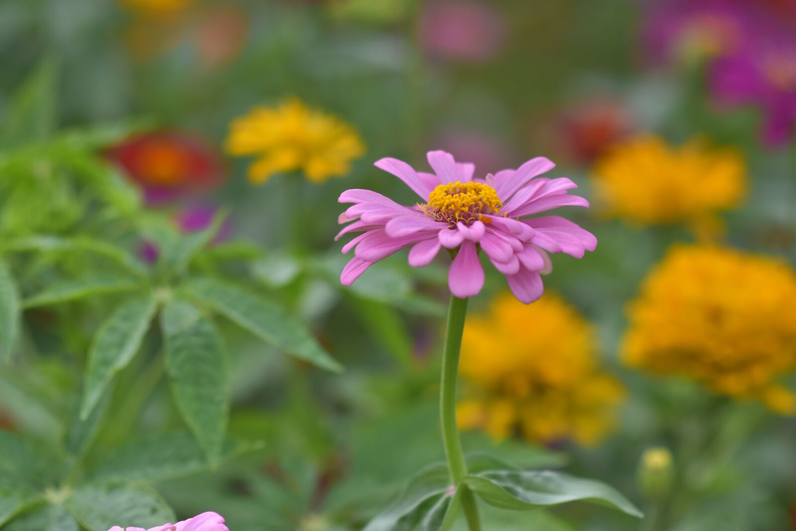 Nikon D7200 sample photo. Daisy, flower, bloom photography