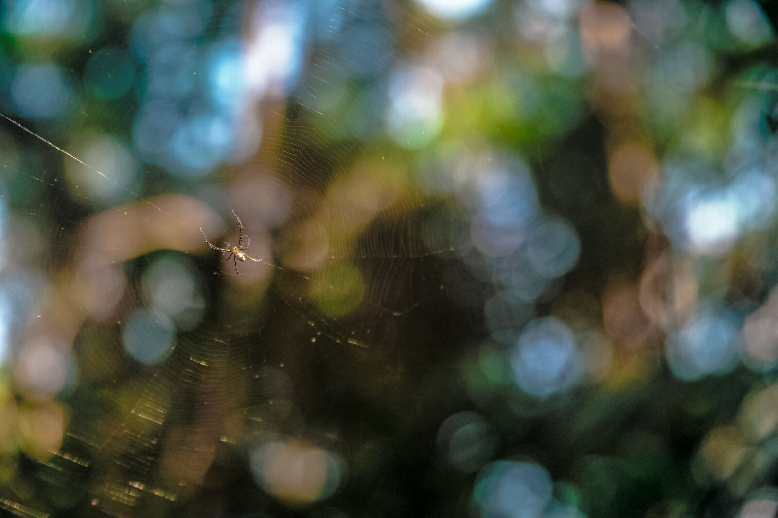 Samsung NX1 sample photo. Blur, depth, insect, spider photography