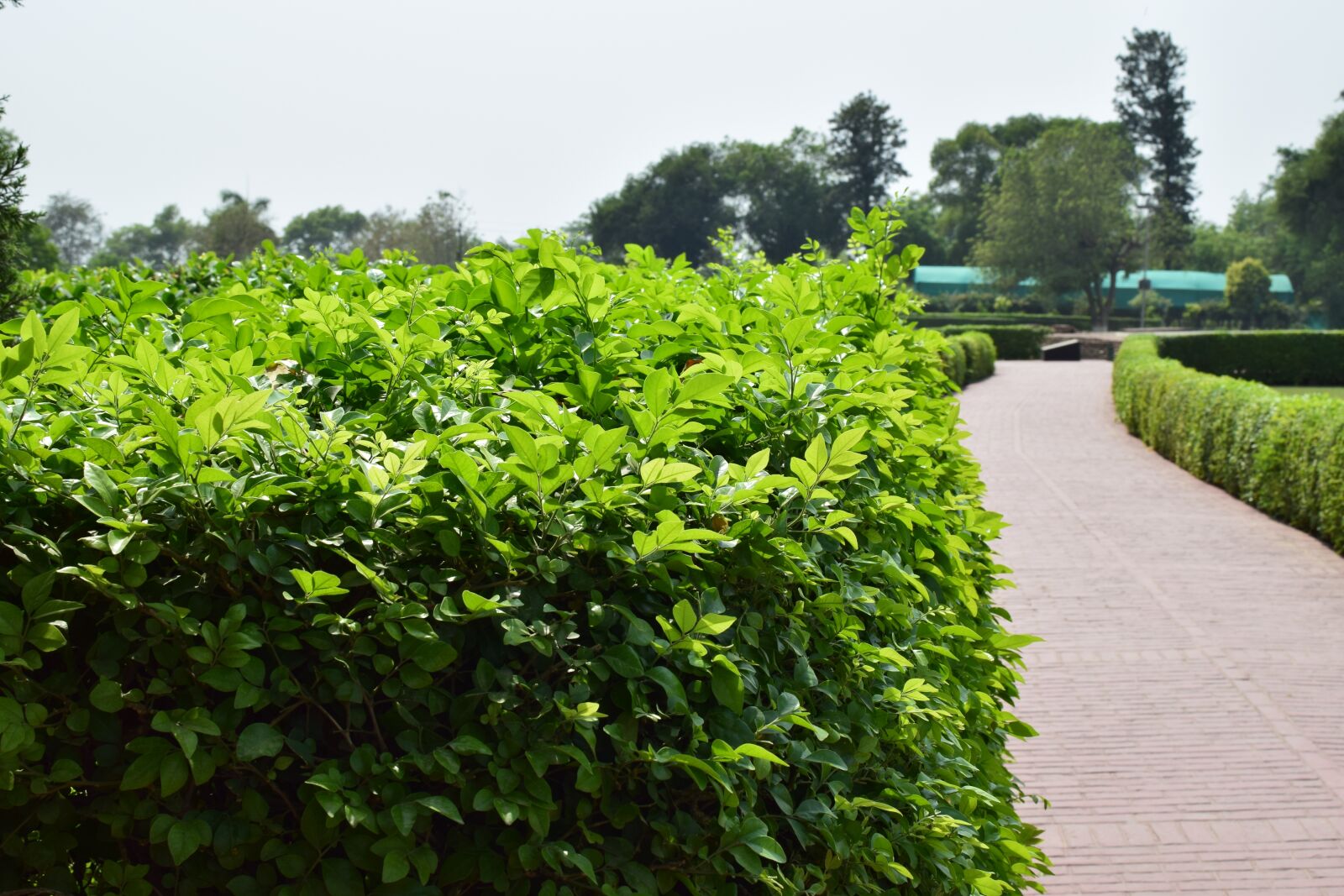Nikon D5300 sample photo. Nature, haze, landscape photography