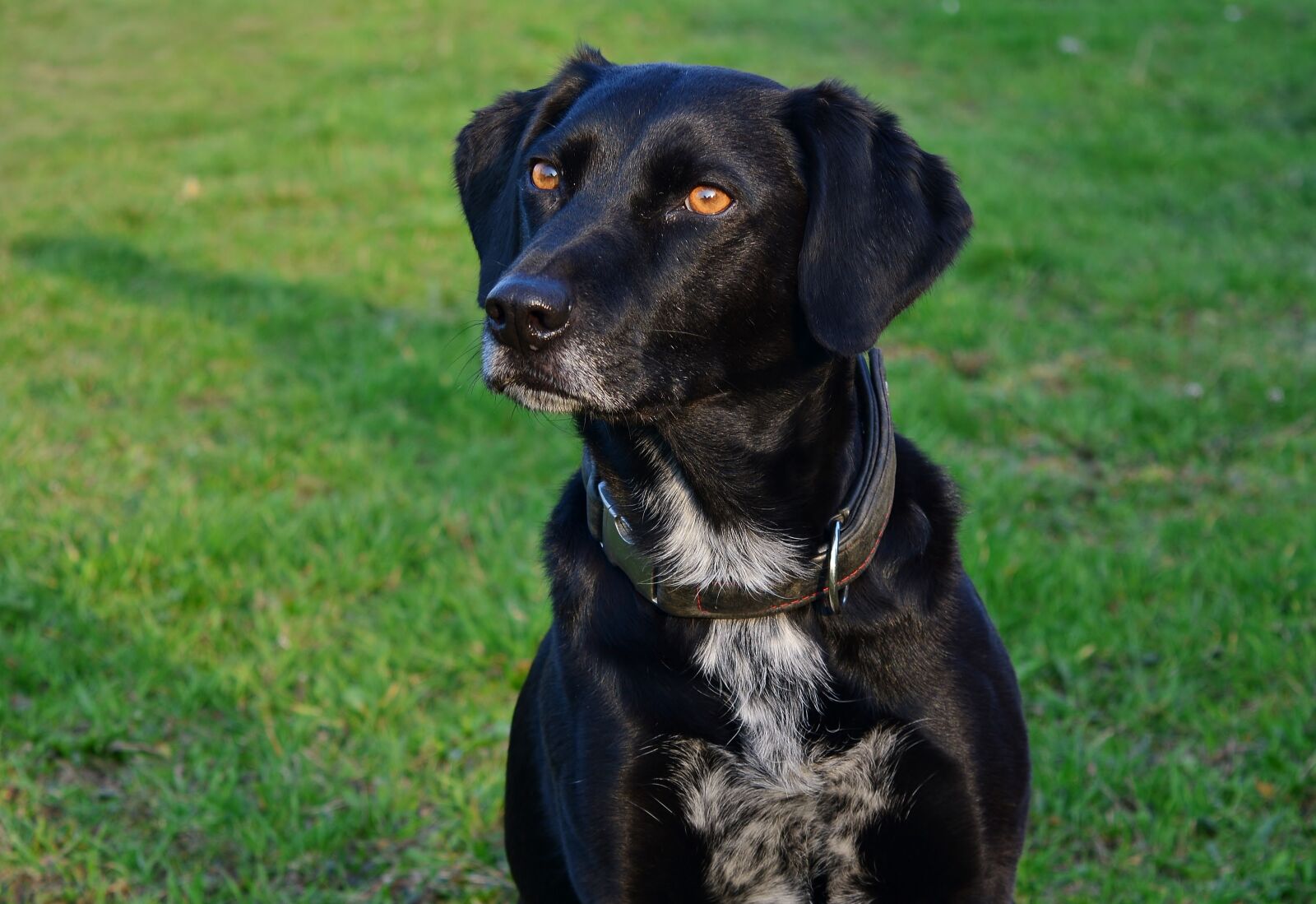 Nikon D5200 sample photo. Dog, portrait, pet photography