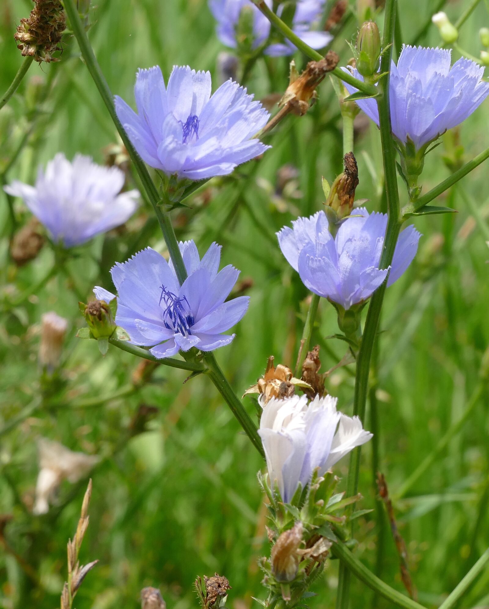 Panasonic Lumix DMC-FZ1000 sample photo. Flowers, blue, blue flowers photography