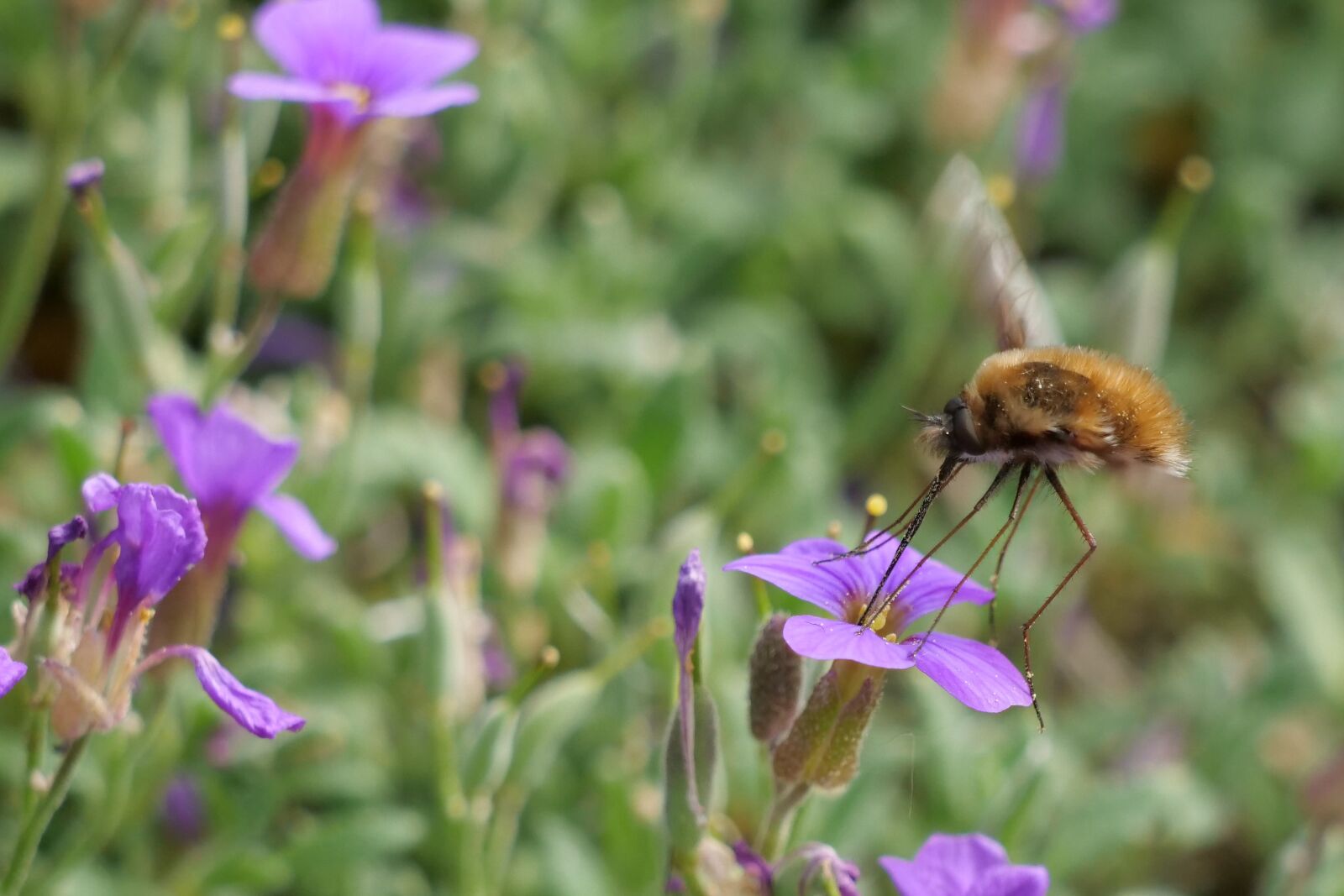 Panasonic Lumix DC-G9 sample photo. Fly, insect, bombyliidae photography