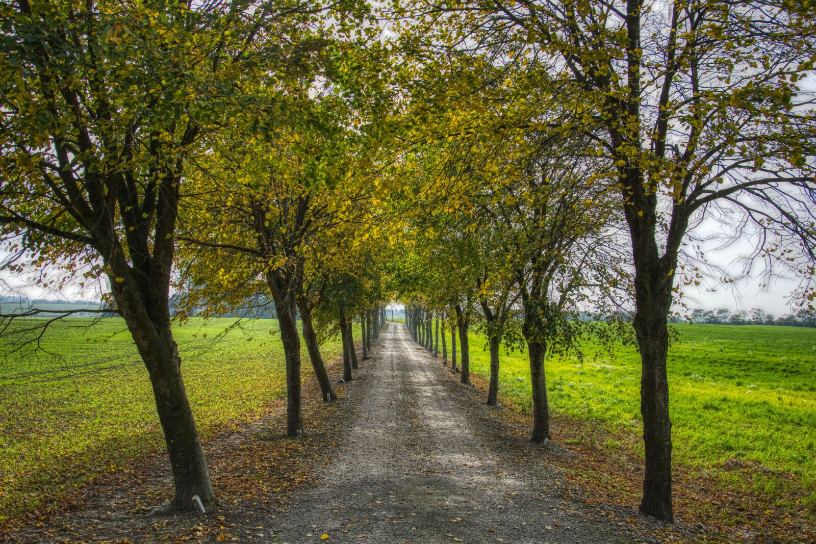 Nikon D7100 sample photo. Trees, alley, countryside photography