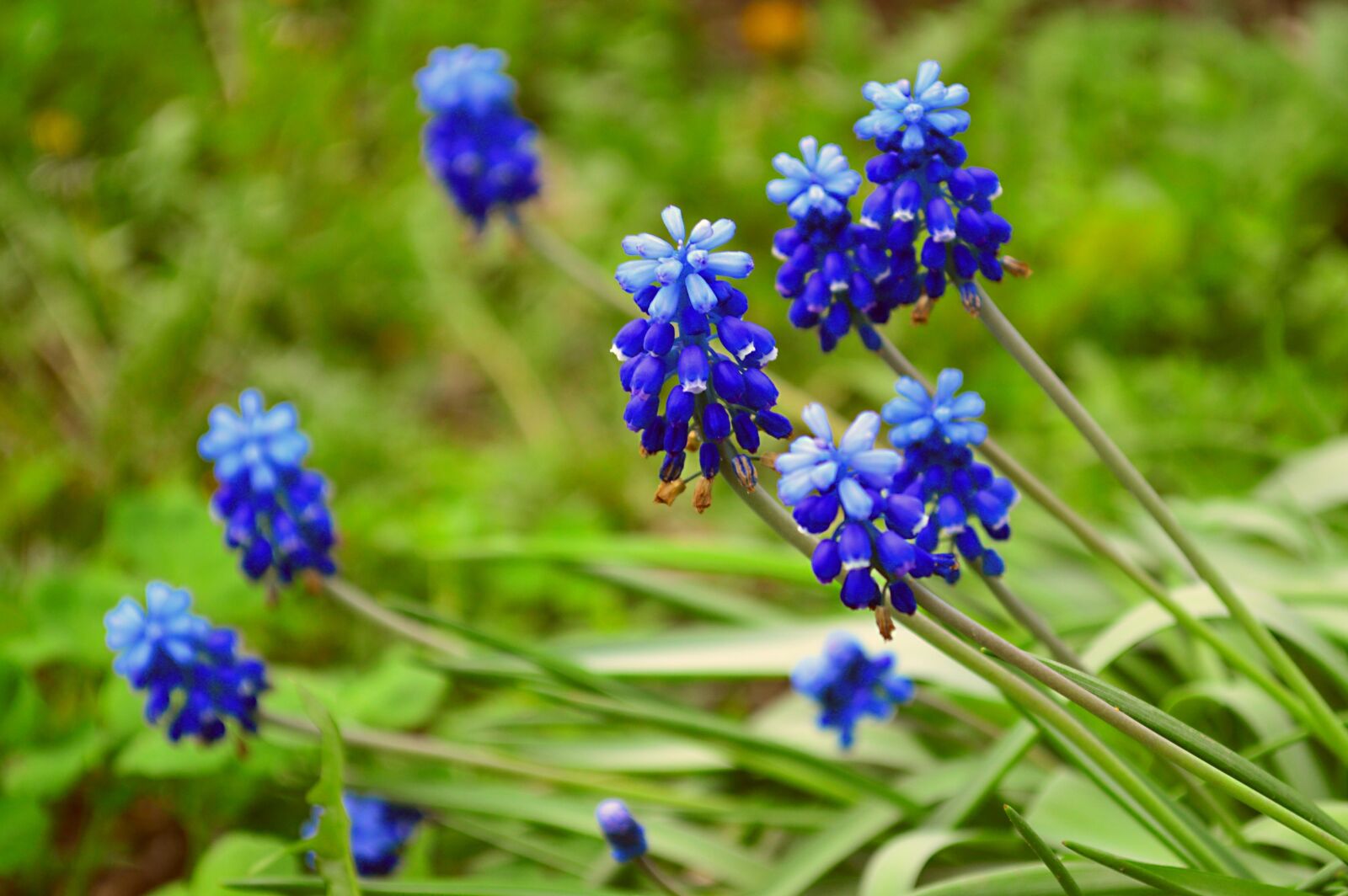 Nikon D3200 sample photo. Spring, april, nature photography