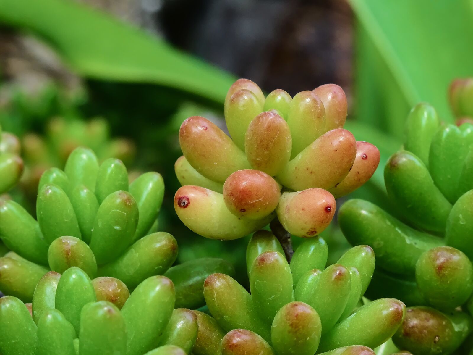 Sony DSC-HX60 sample photo. Sedum rubrotinctum, sedum, plant photography