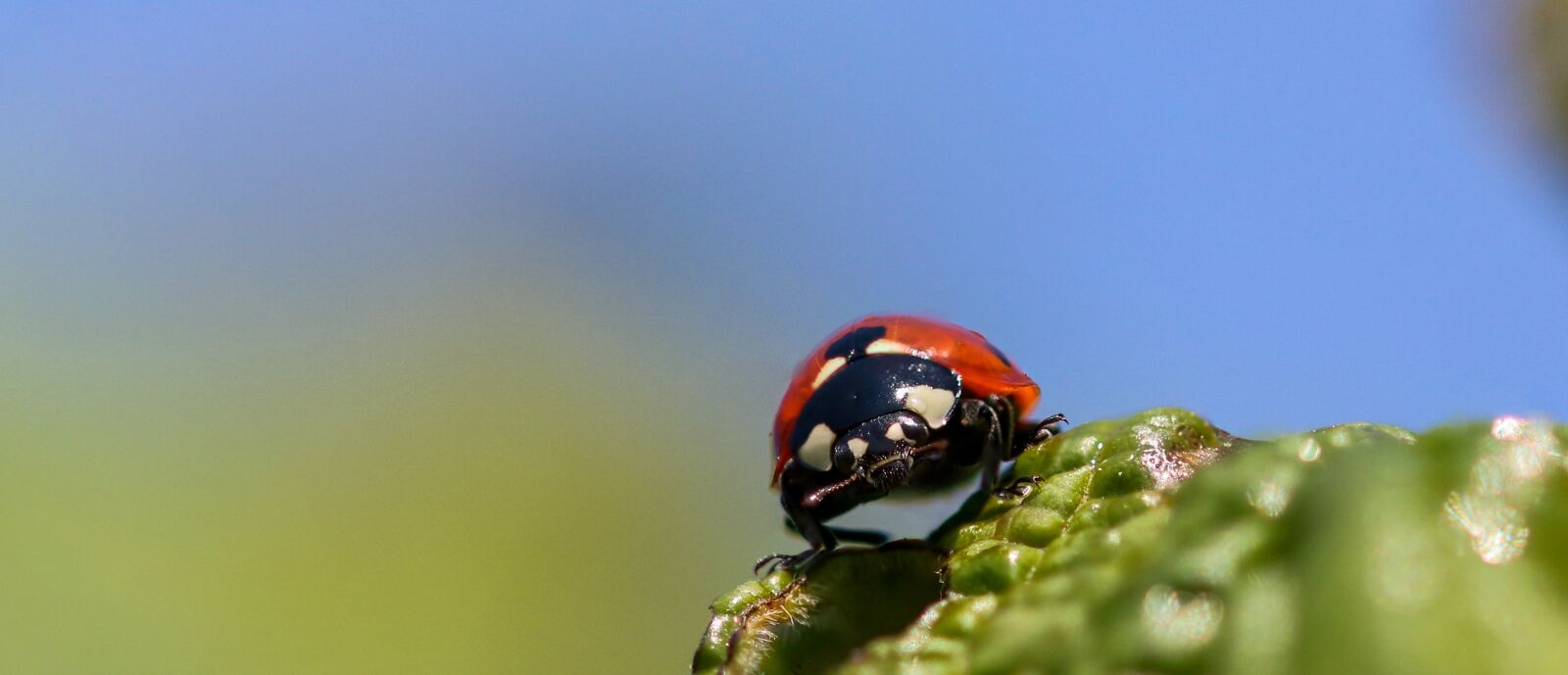 Canon EOS 70D sample photo. Animals, insect, beetle photography