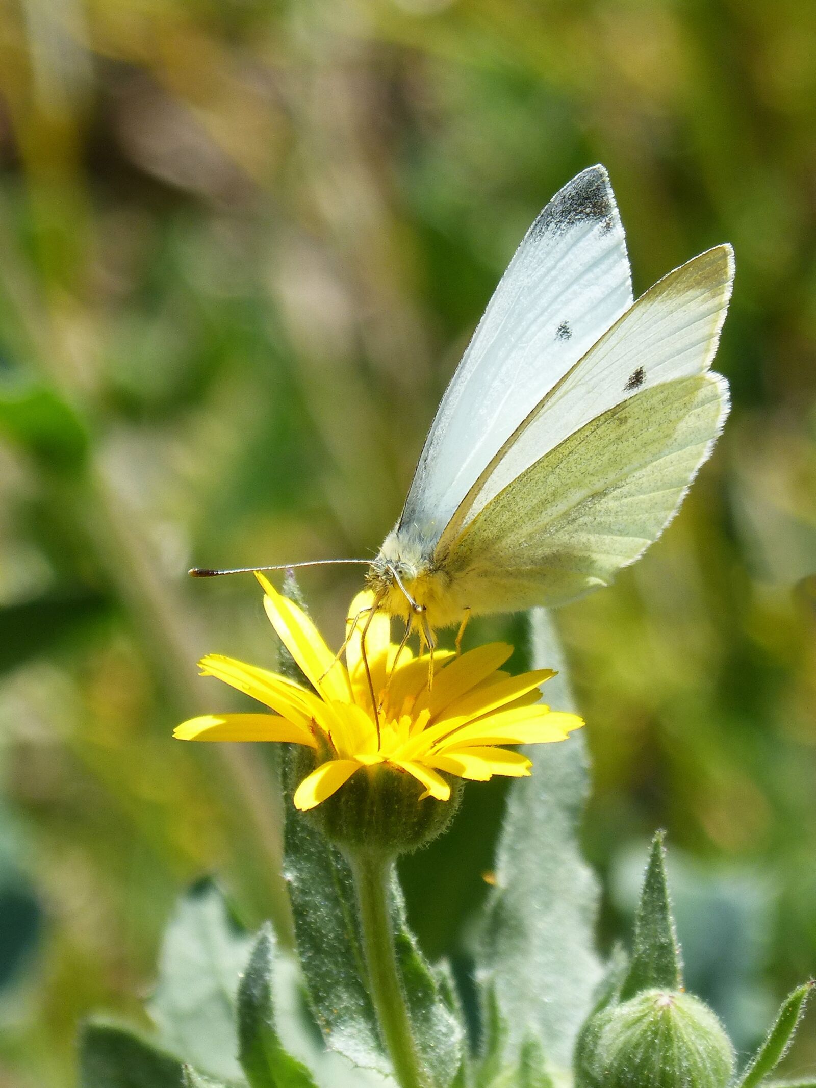Panasonic DMC-FZ62 sample photo. Butterfly, libar, pollen photography