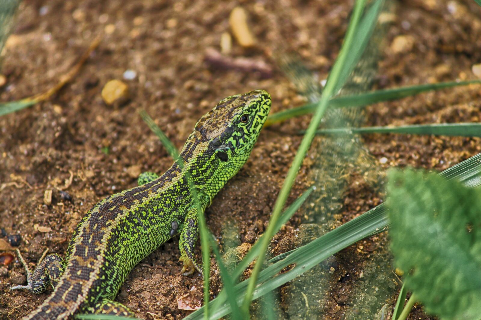 Canon EOS 1100D (EOS Rebel T3 / EOS Kiss X50) + Canon EF-S 55-250mm F4-5.6 IS II sample photo. Lizard, animal, reptile photography