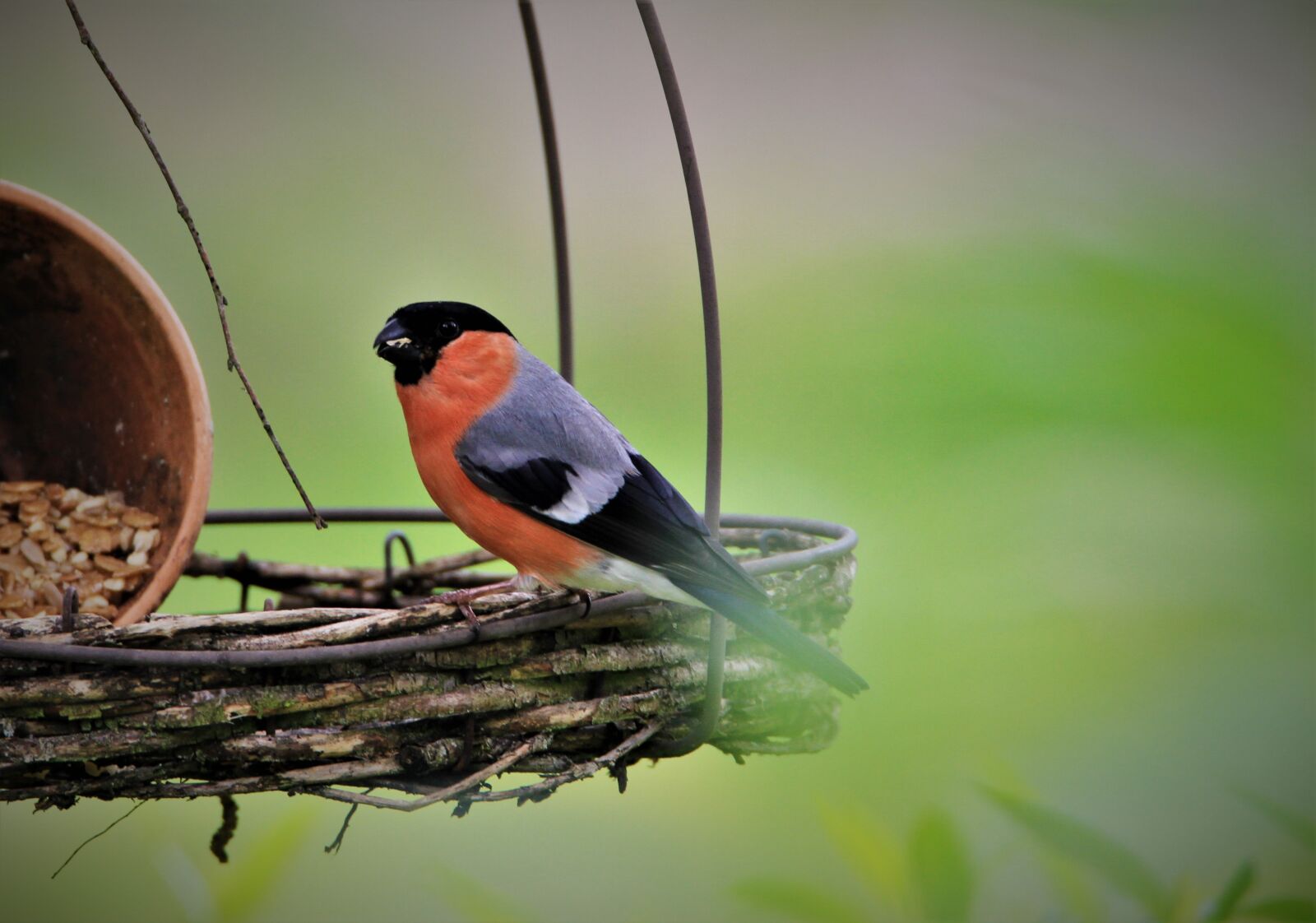 Tamron SP 150-600mm F5-6.3 Di VC USD sample photo. Bullfinch, gimpel, red photography