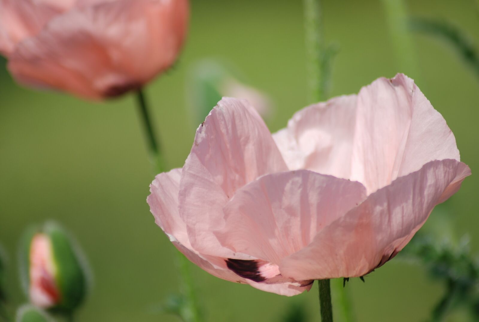 Nikon D80 sample photo. Poppy, pink, pink poppy photography