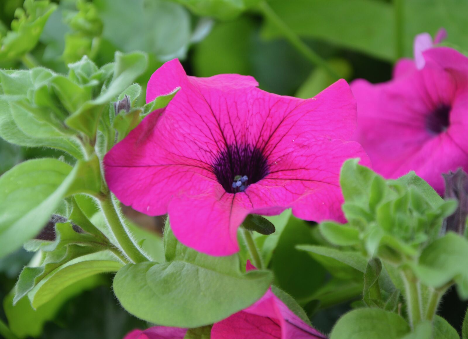 Nikon D5200 sample photo. Flowers, fuchsia pink, massive photography