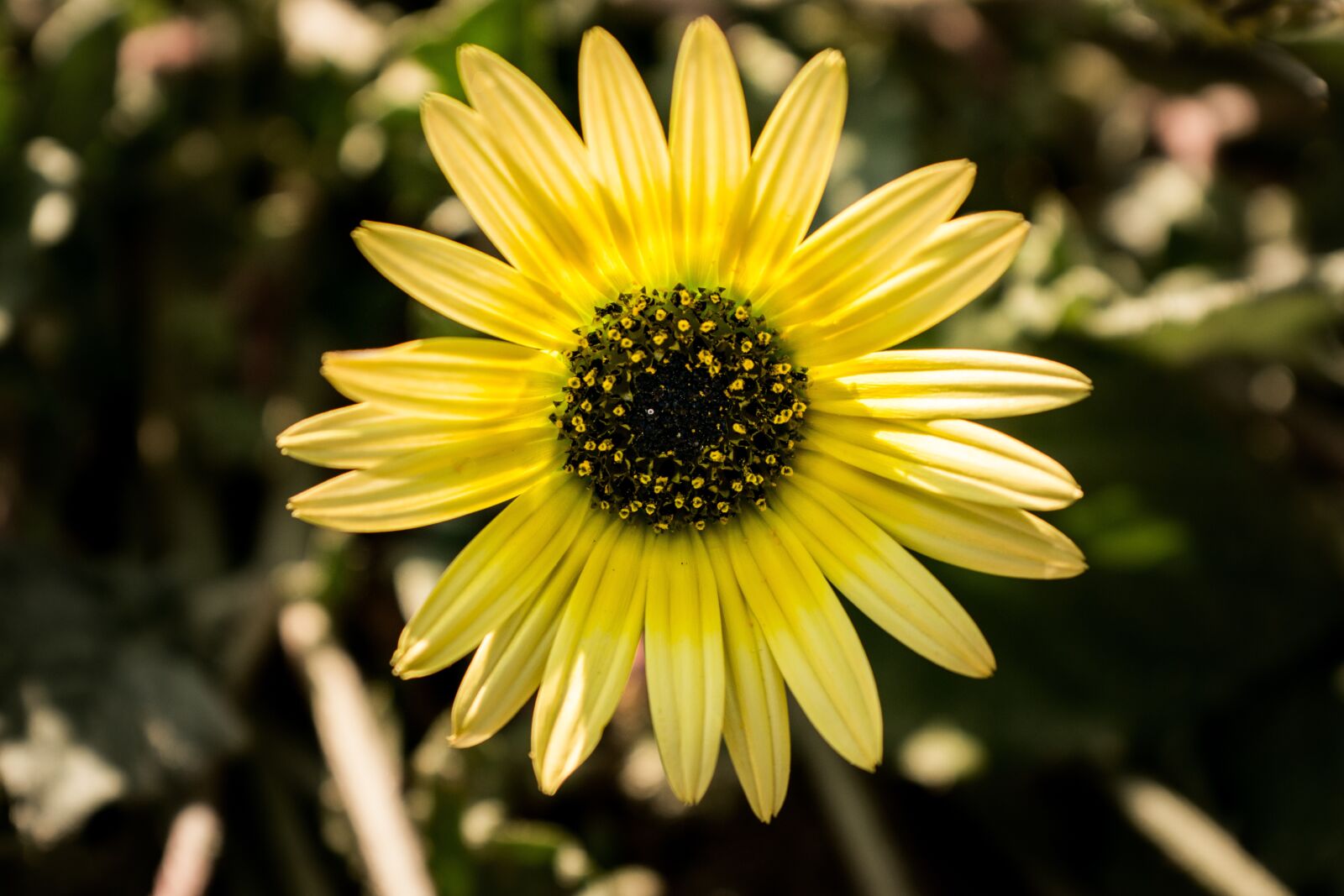 Nikon D5300 sample photo. Daisy, flower, spring photography
