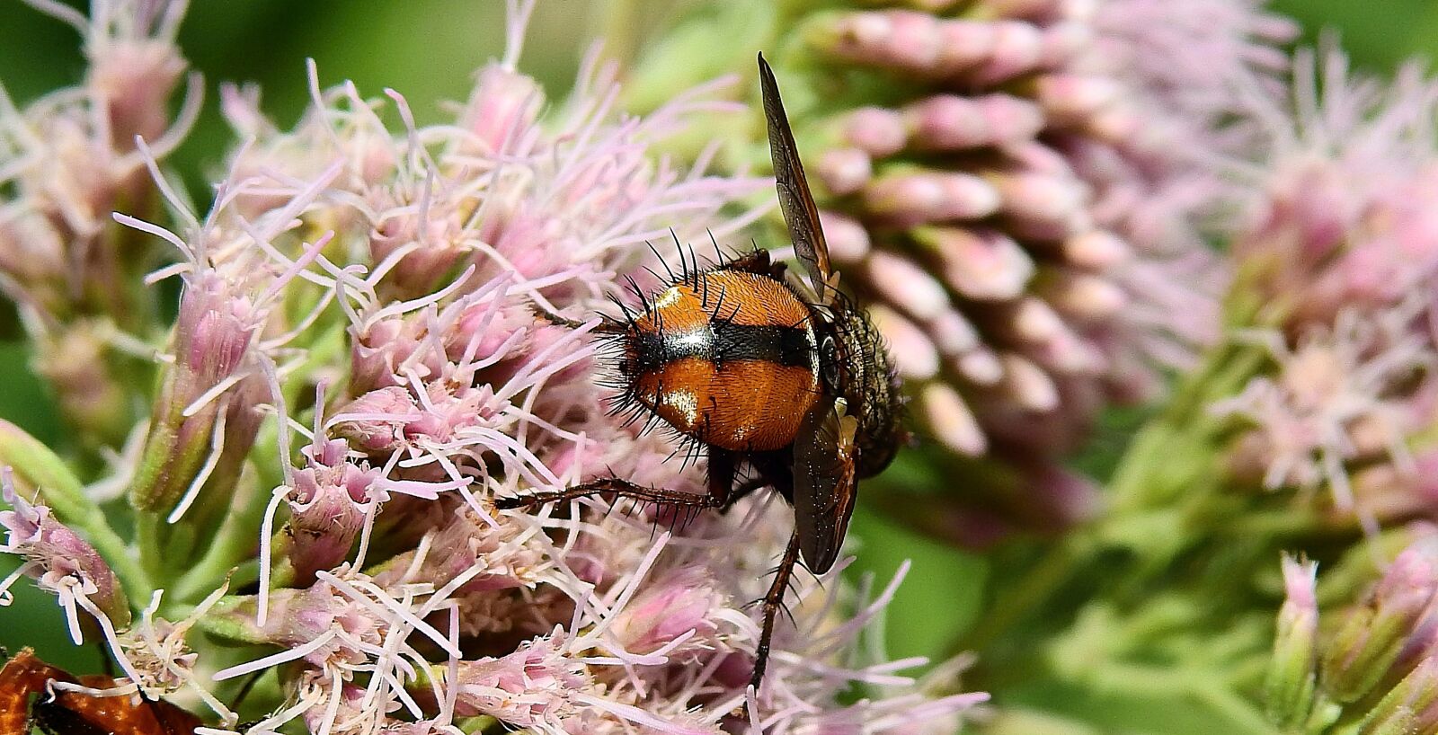Nikon Coolpix P900 sample photo. Insect, macro, pollination photography